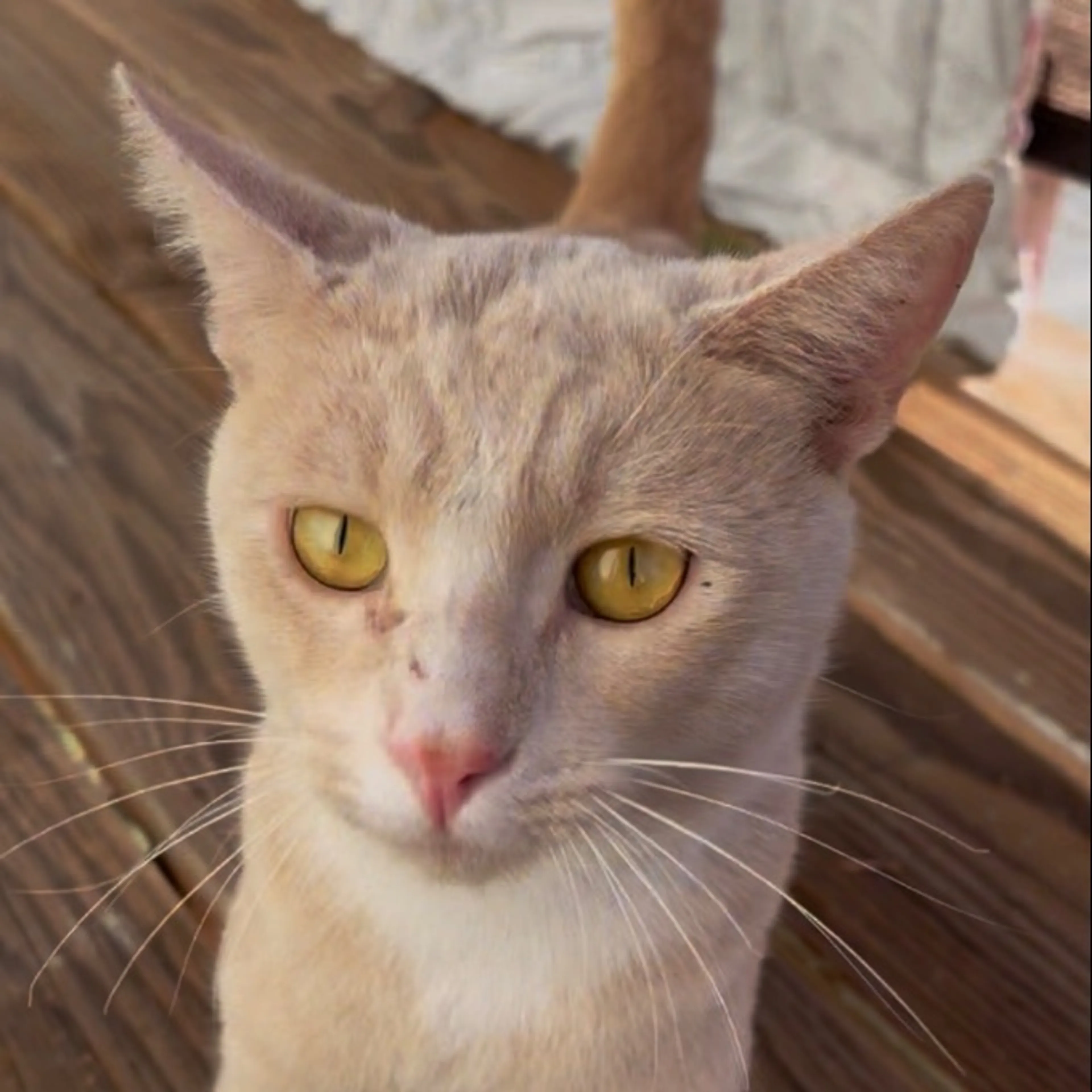 Lost pet