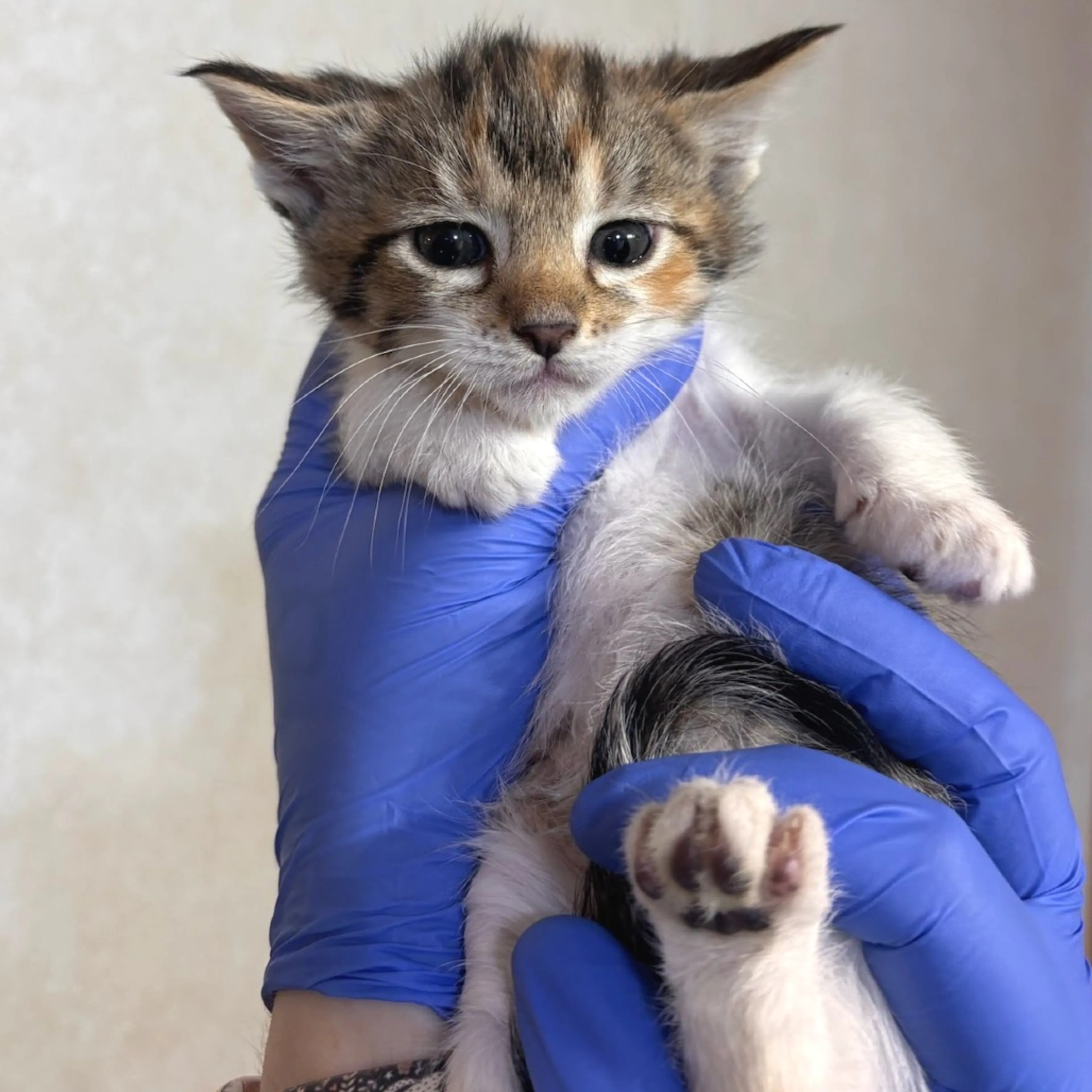 Found pet-1