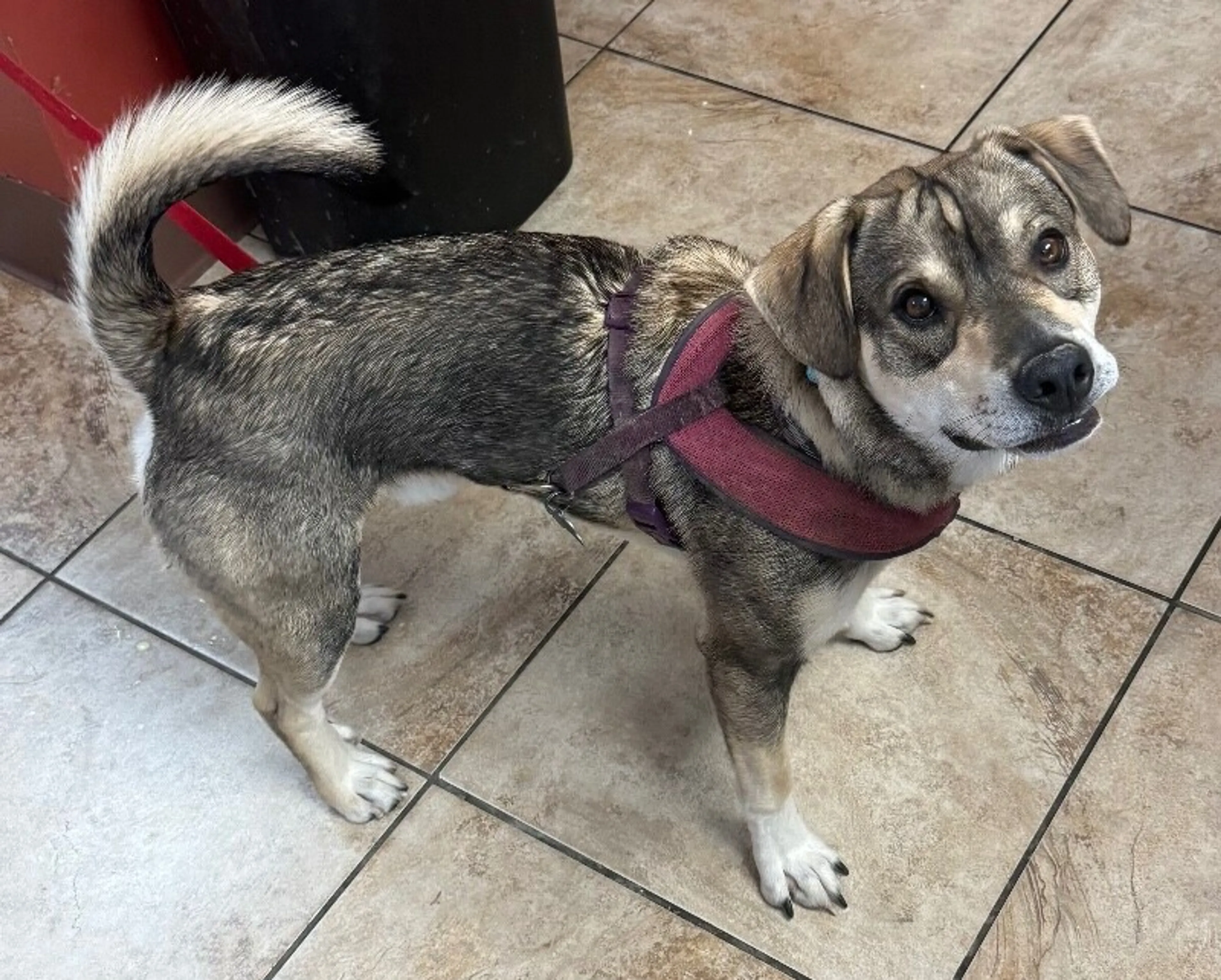 Found pet-1