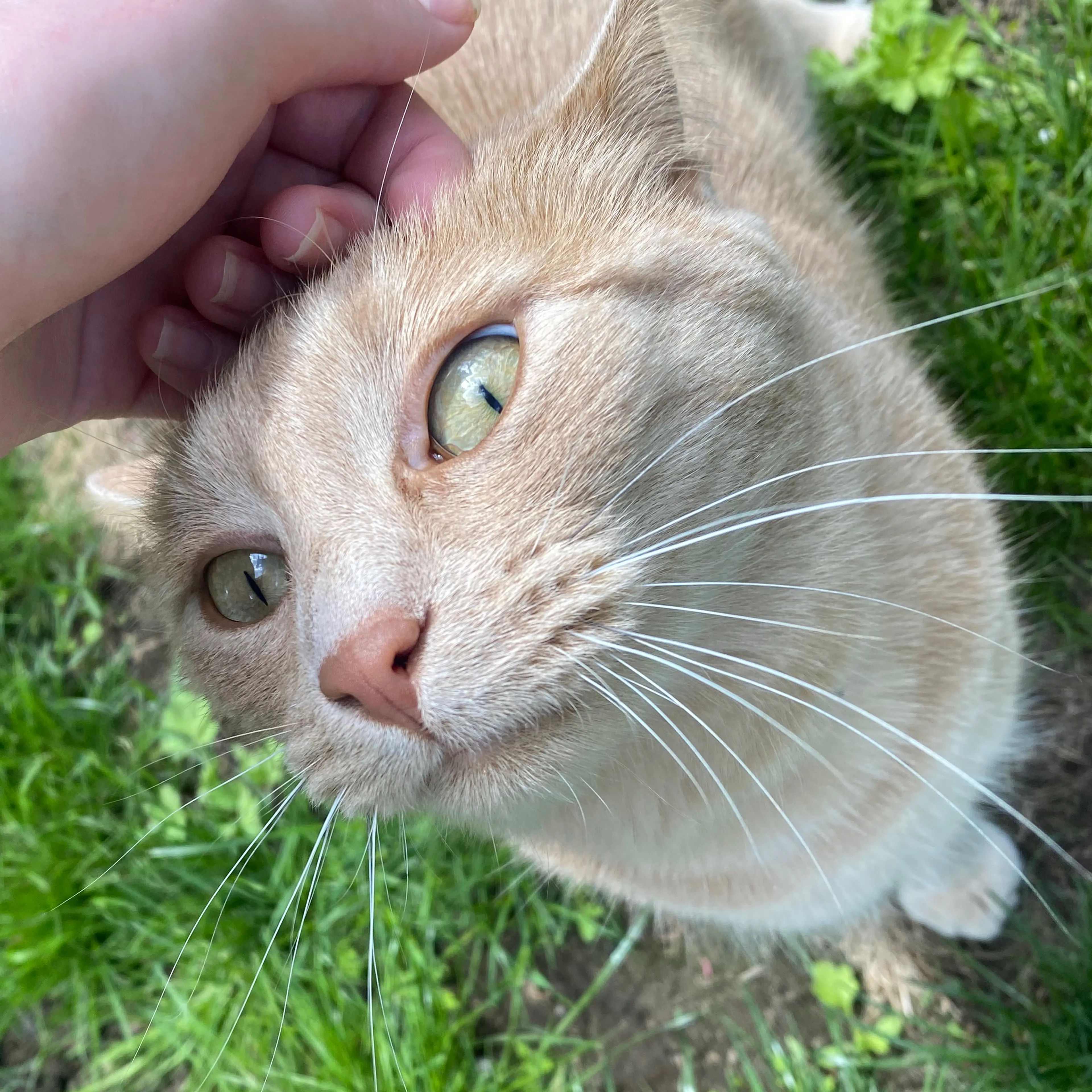 Found pet