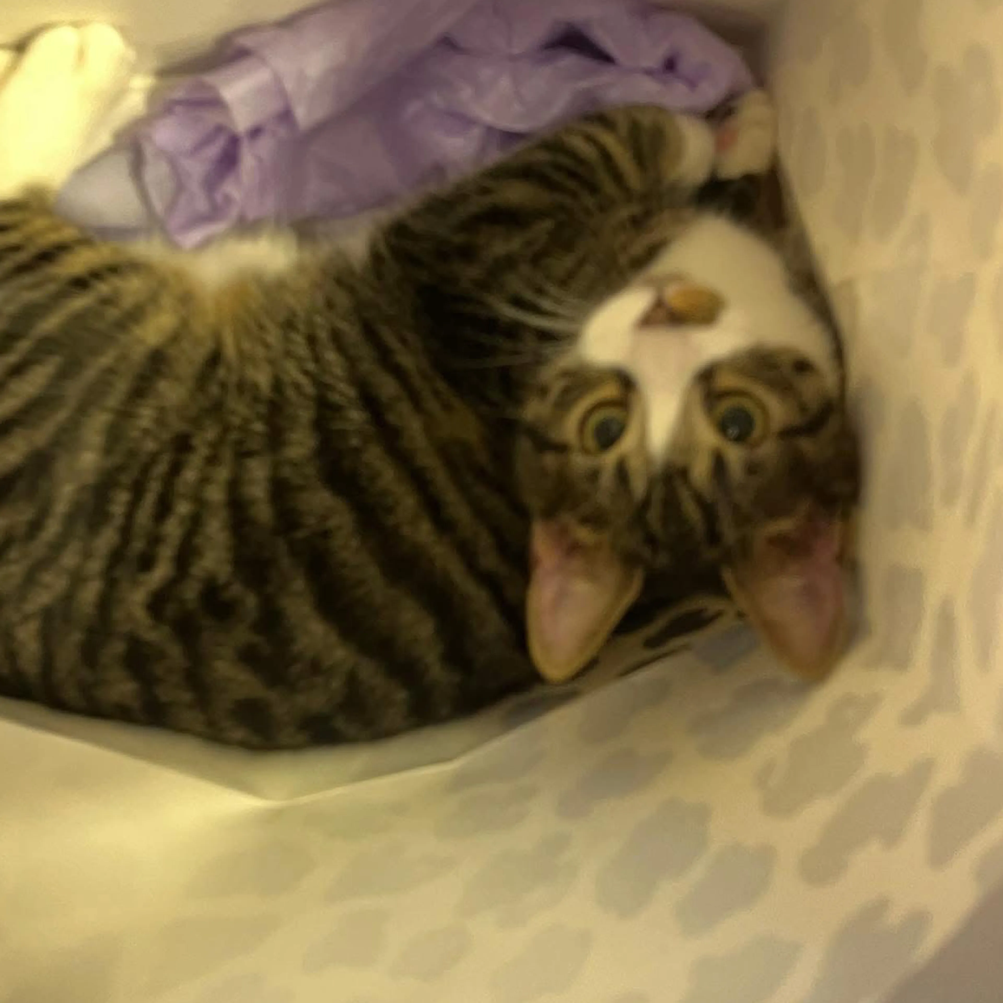 Lost pet-1