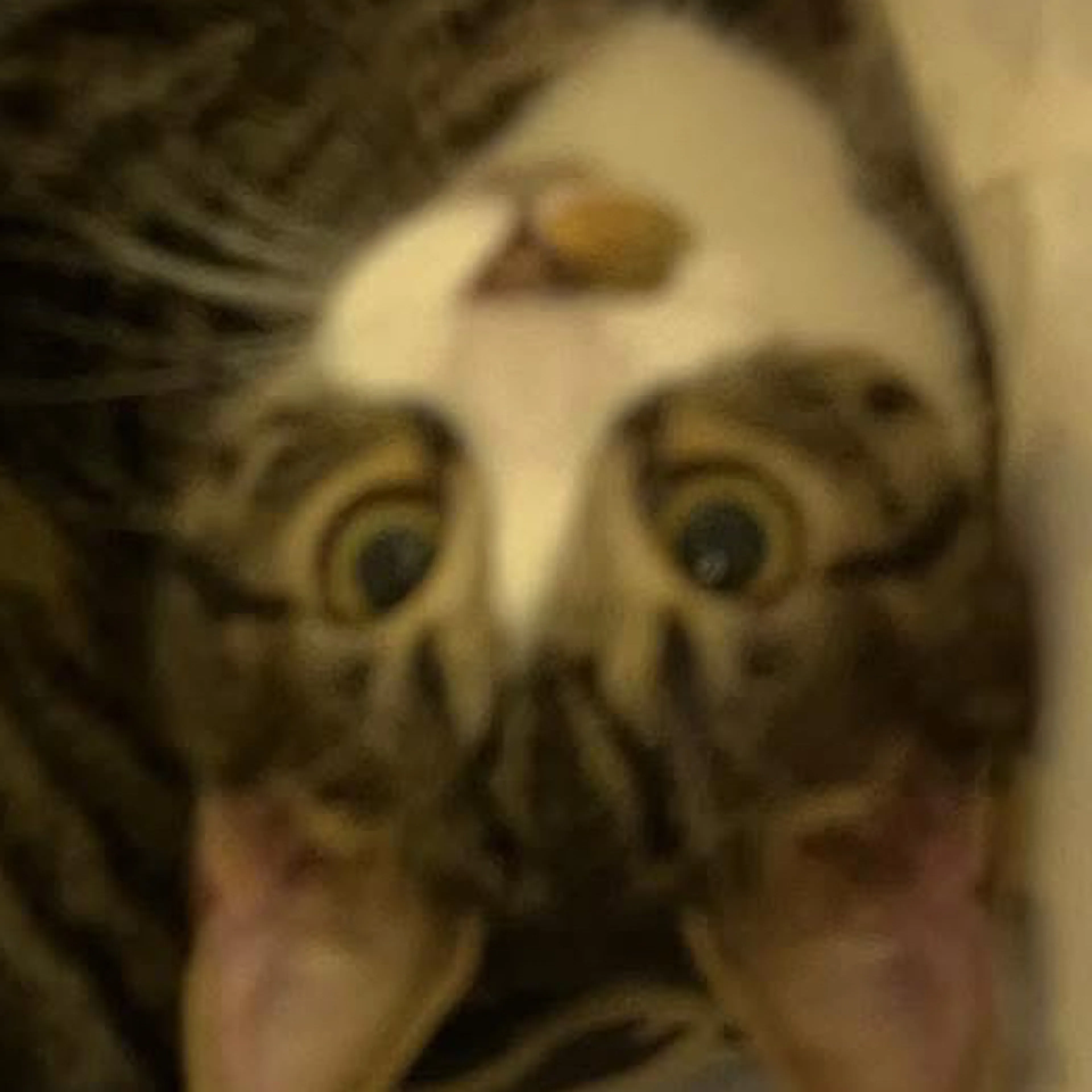 Lost pet-2