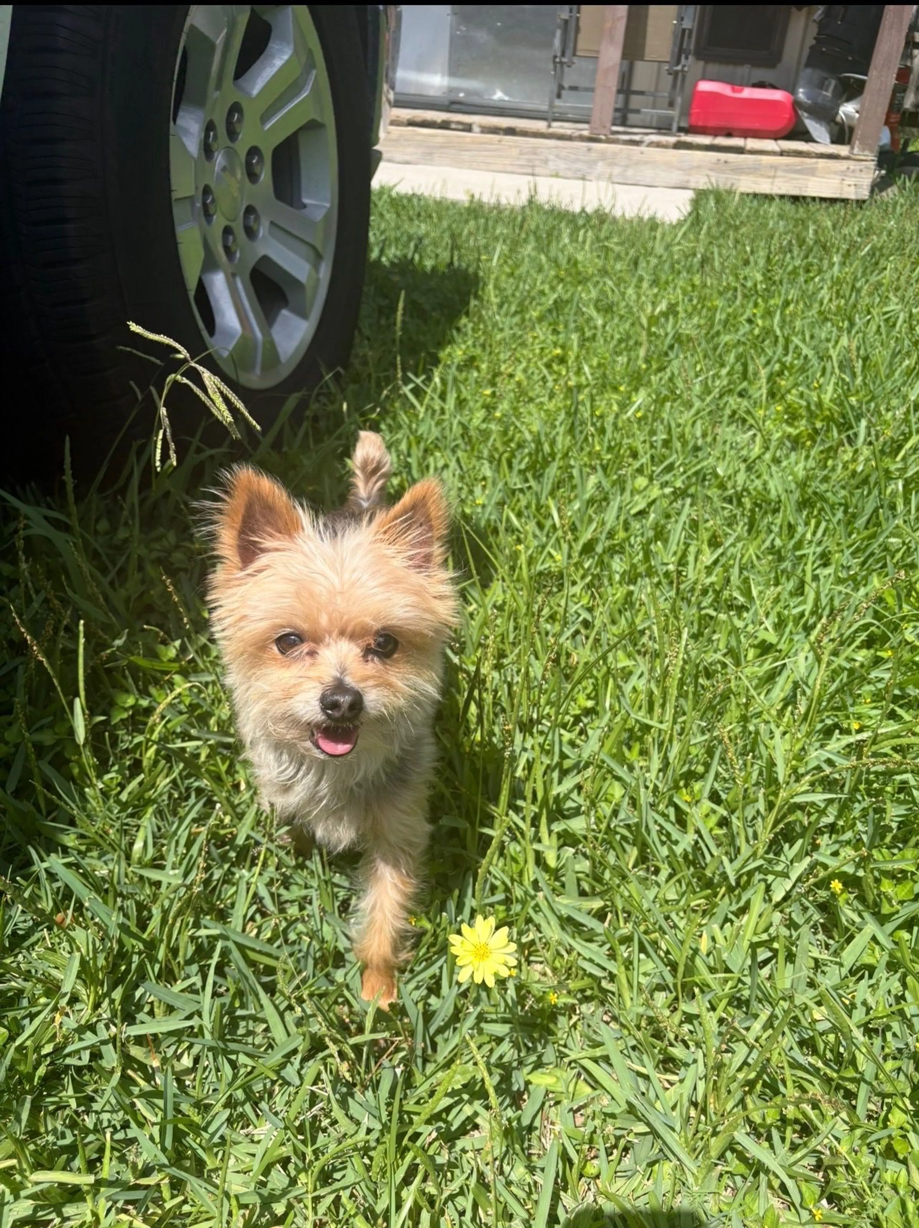 Lost pet