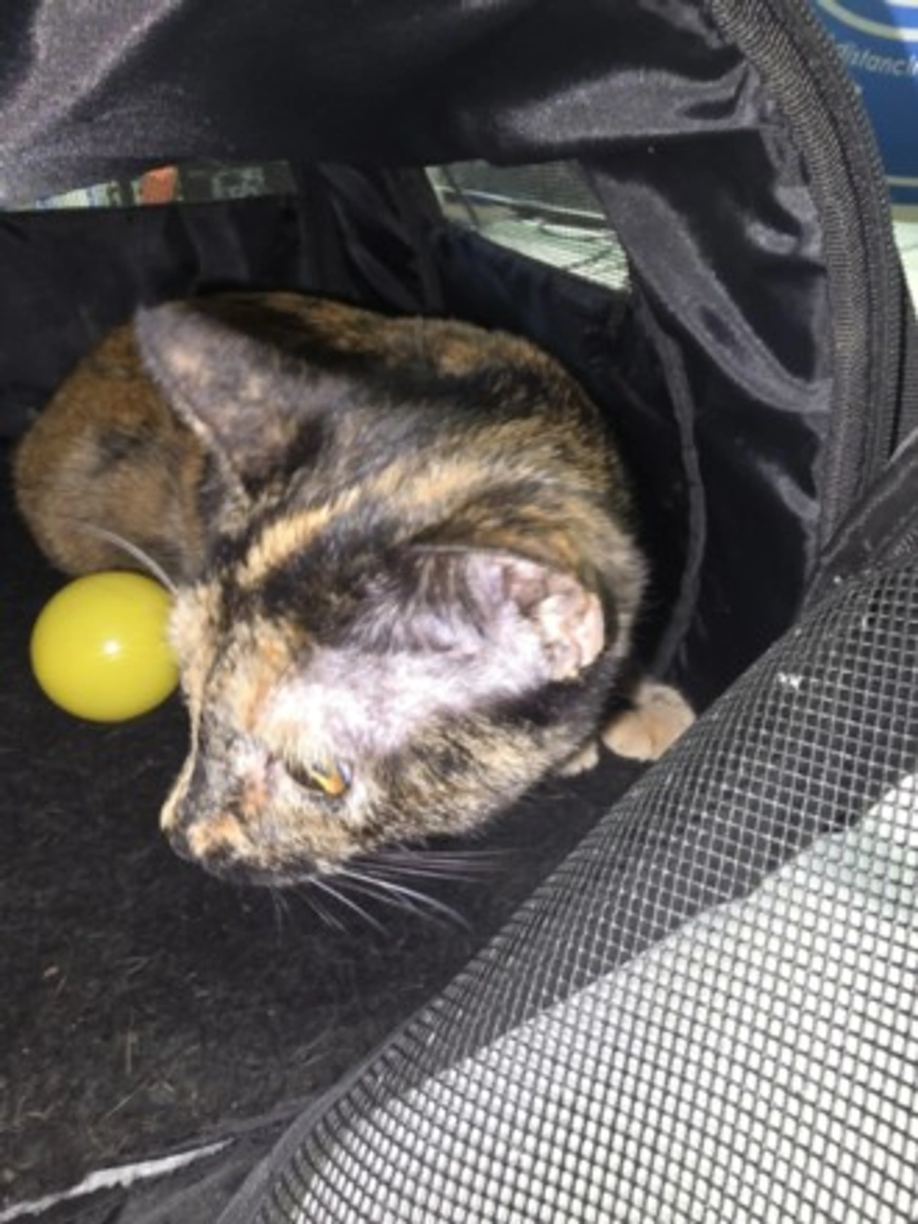 Found pet