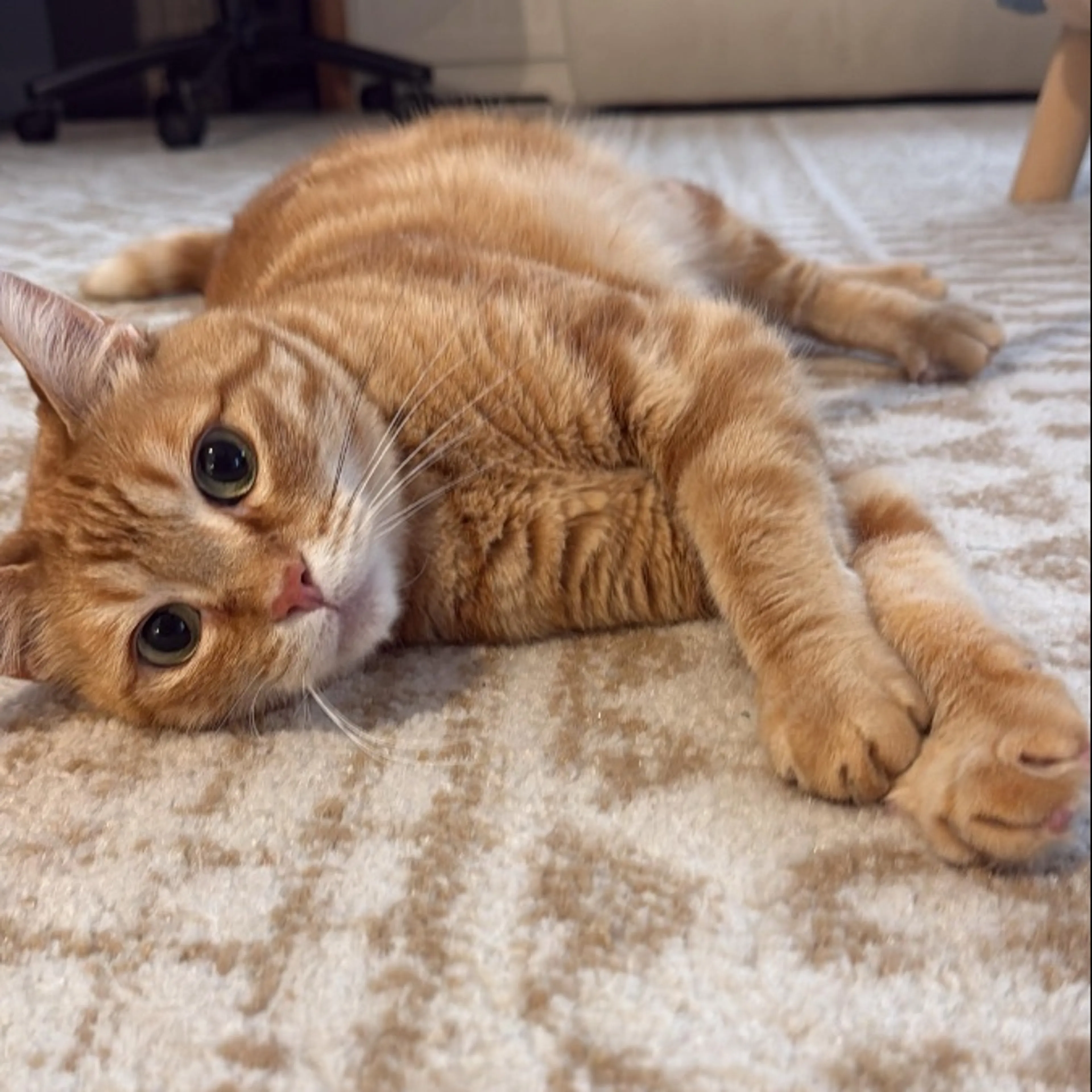 Lost pet
