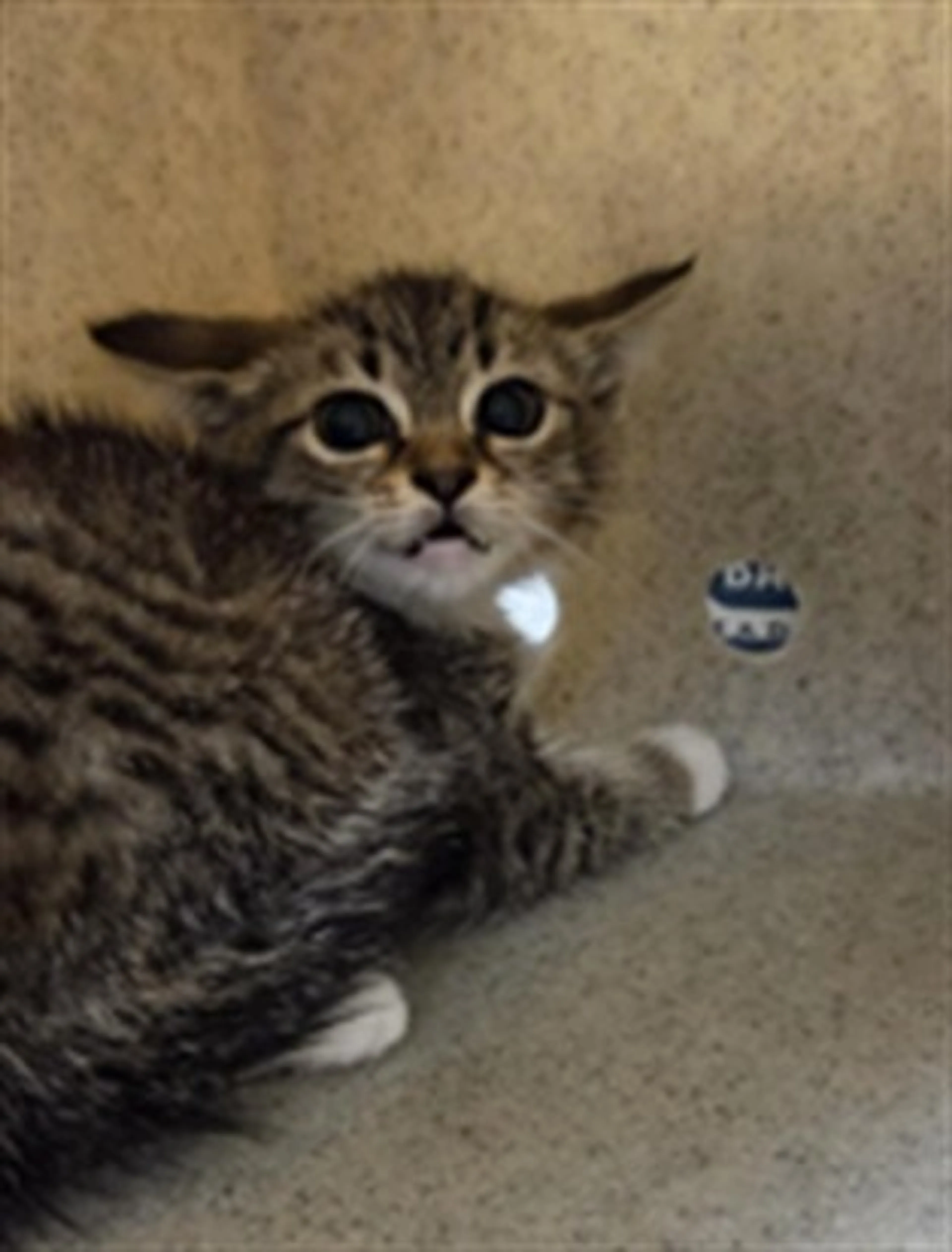 Found pet