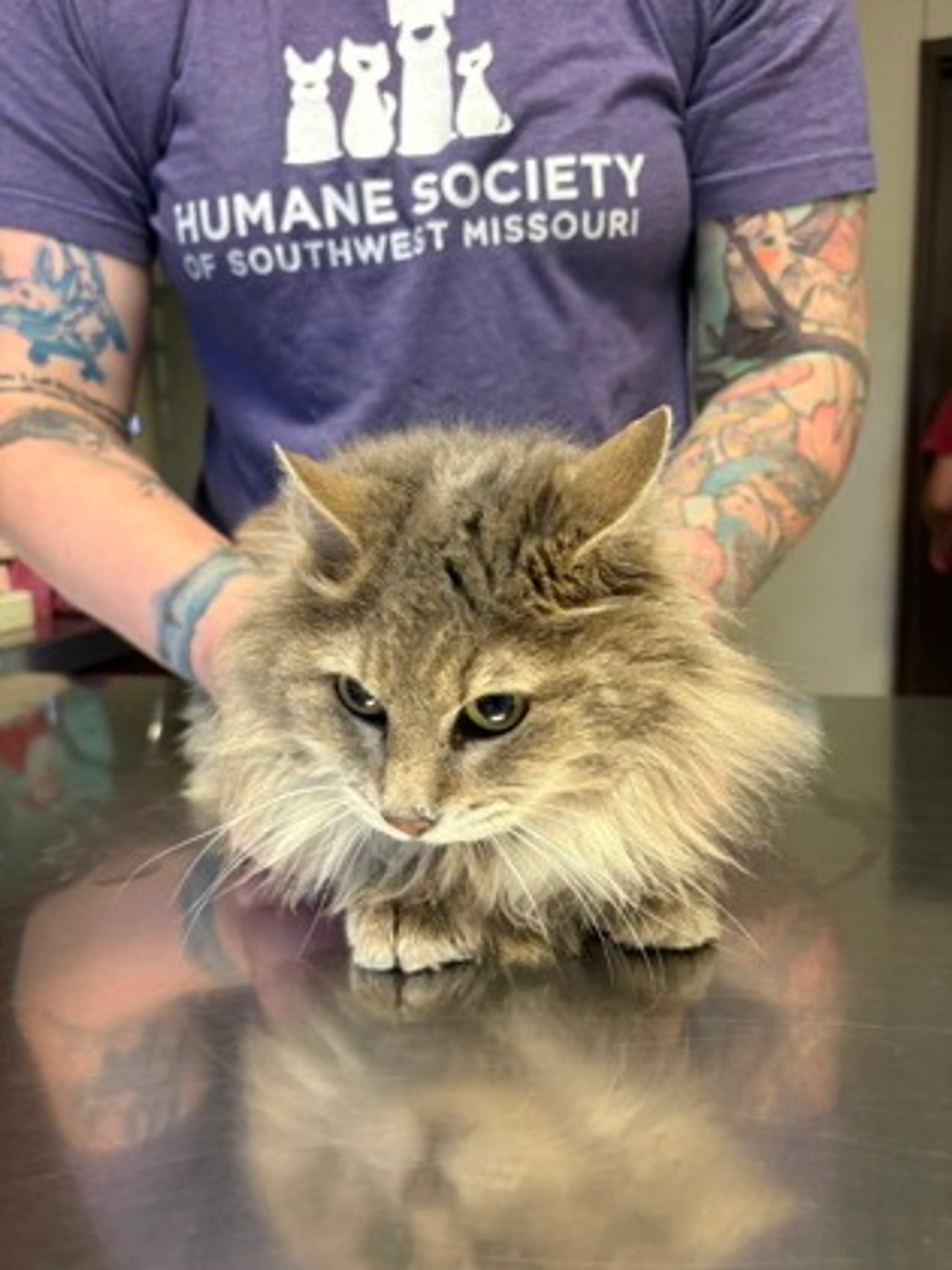 Found pet