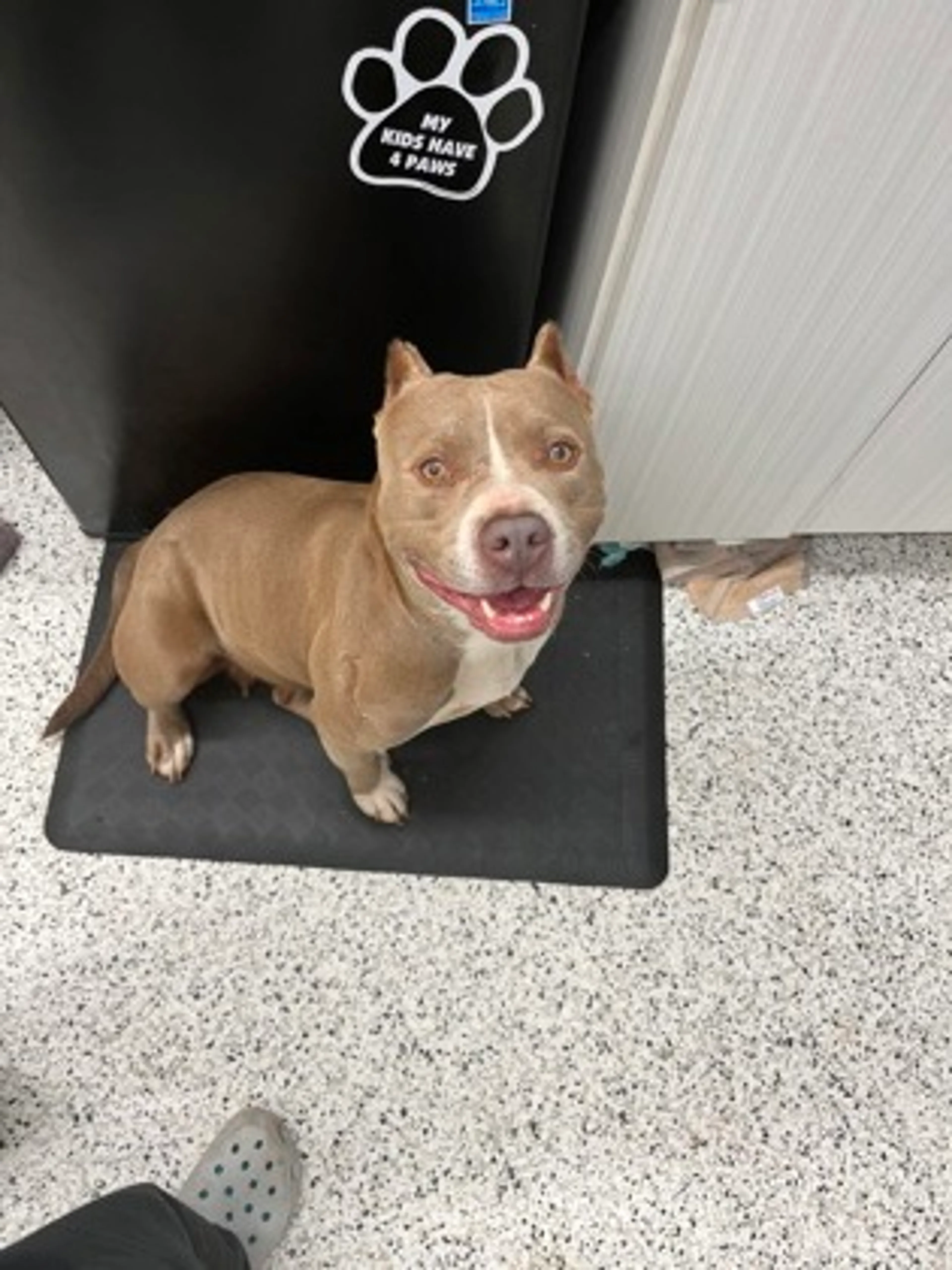 Found pet