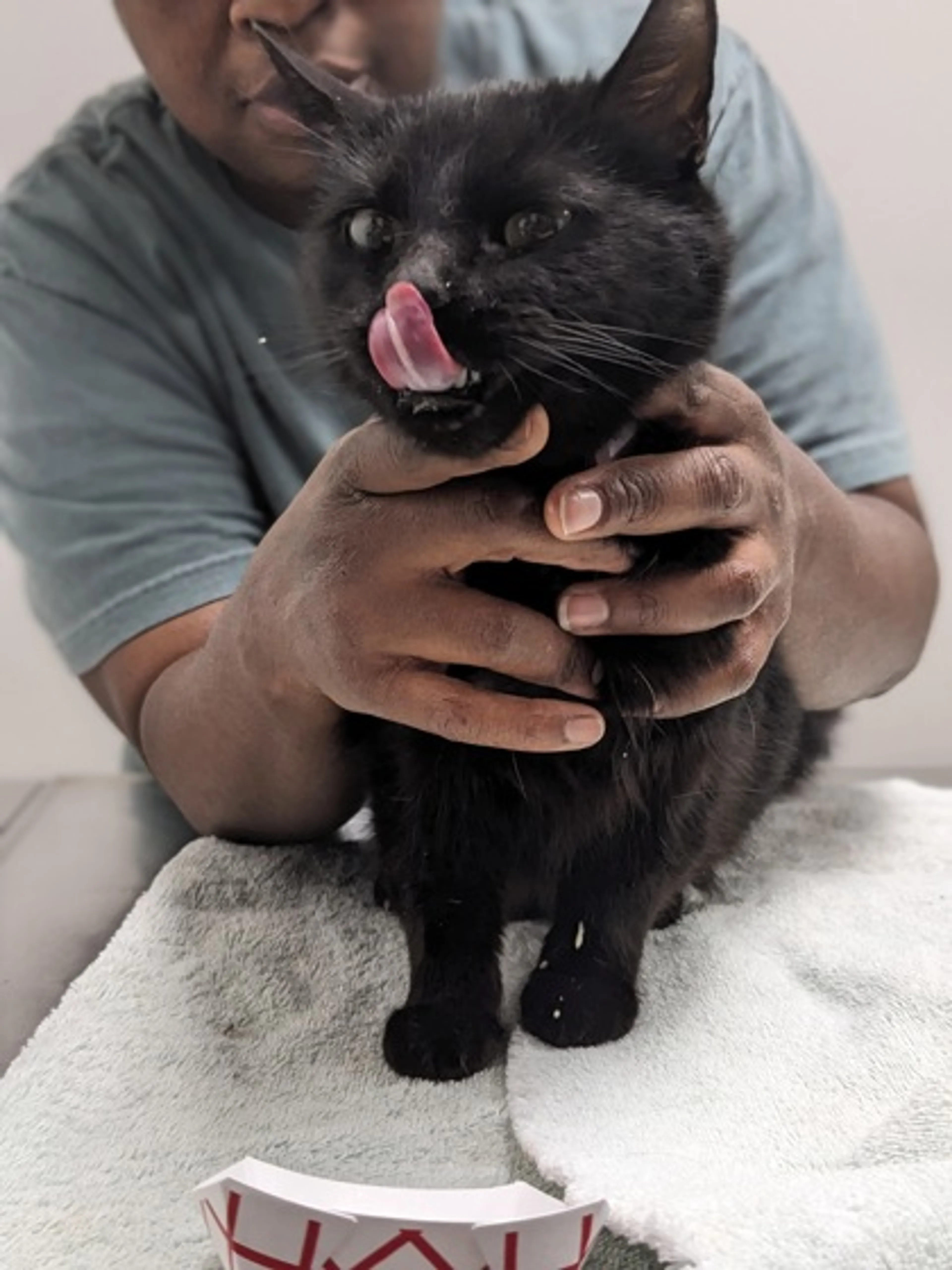 Found pet