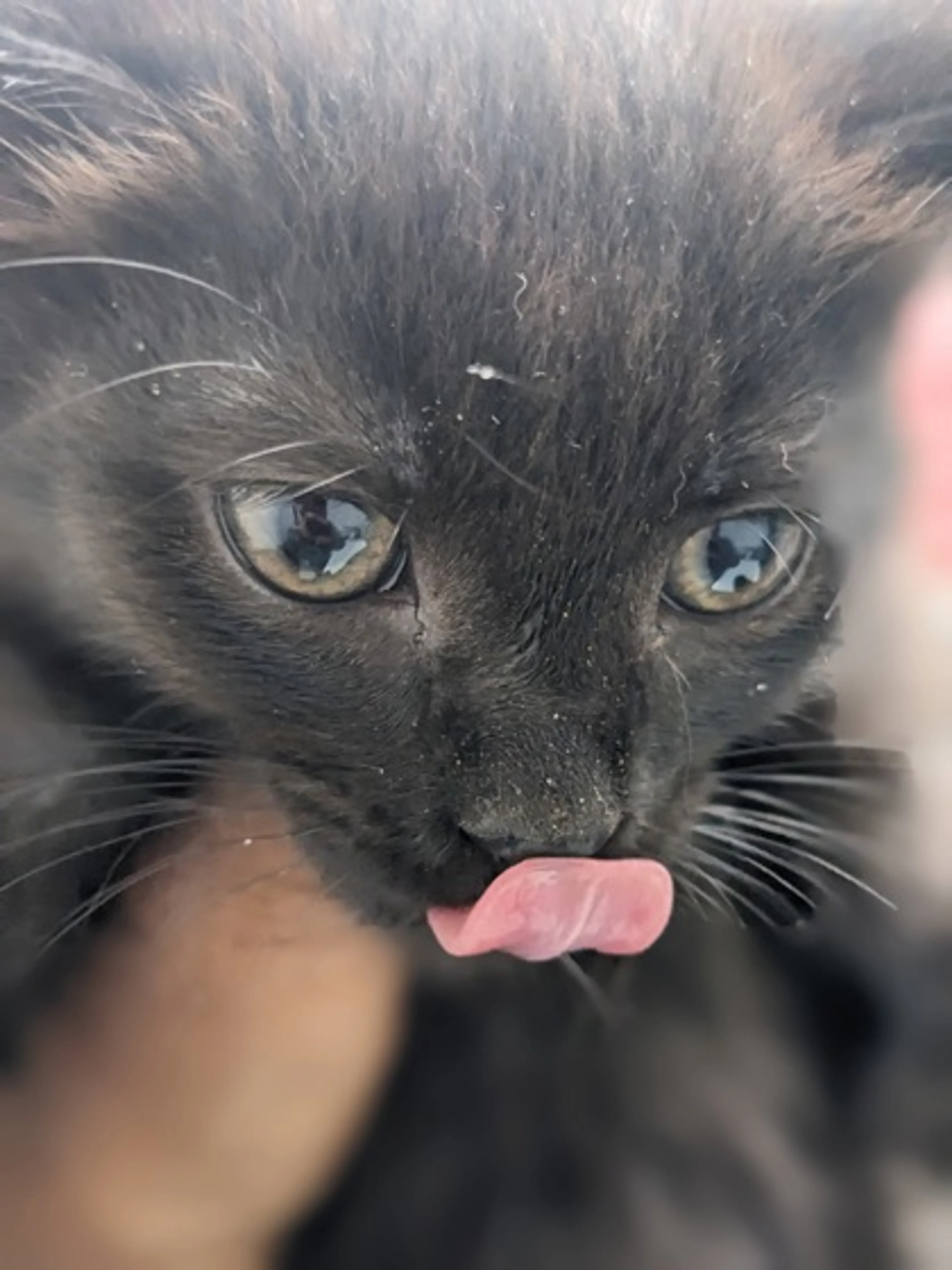 Found pet