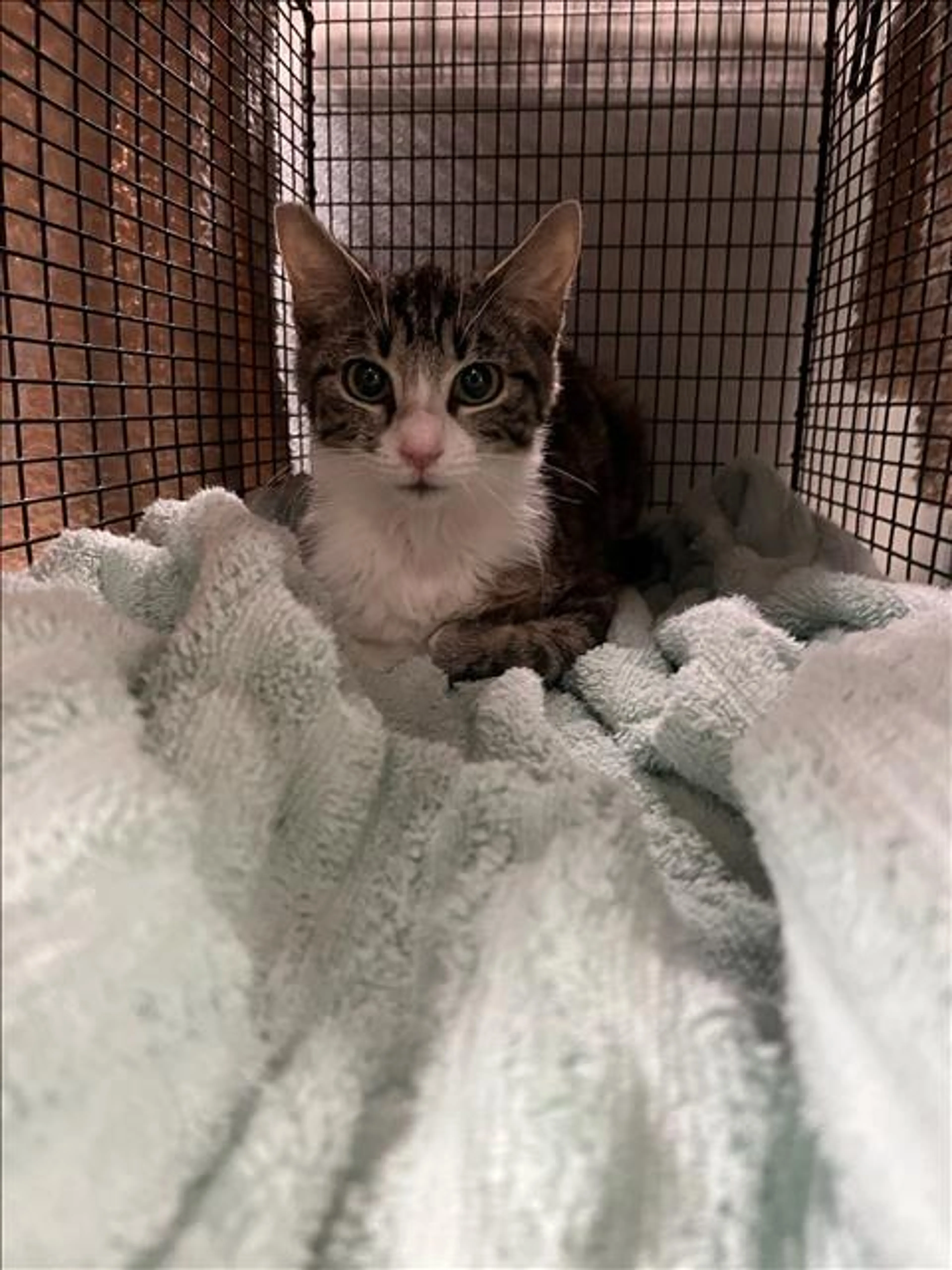 Found pet