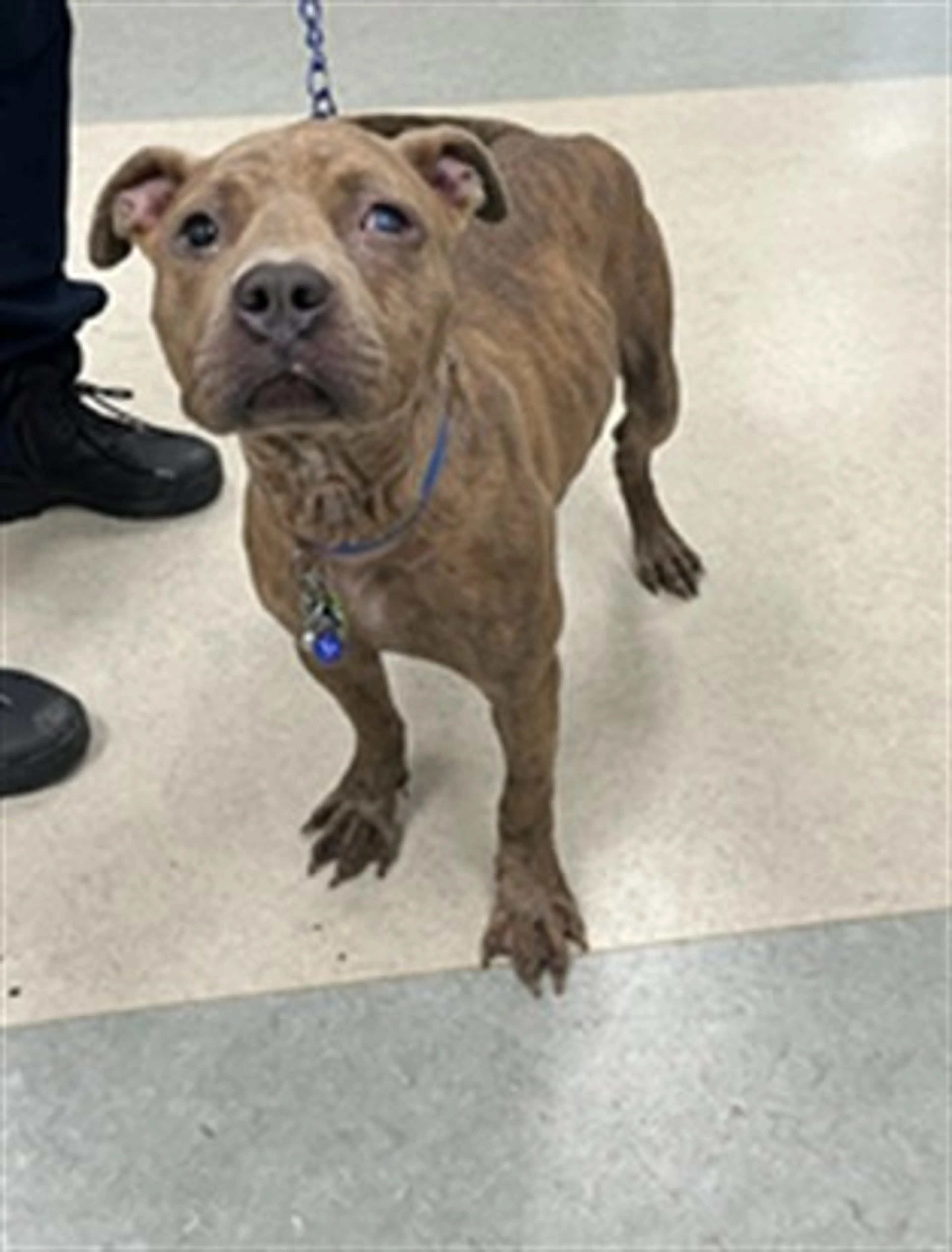 Found pet