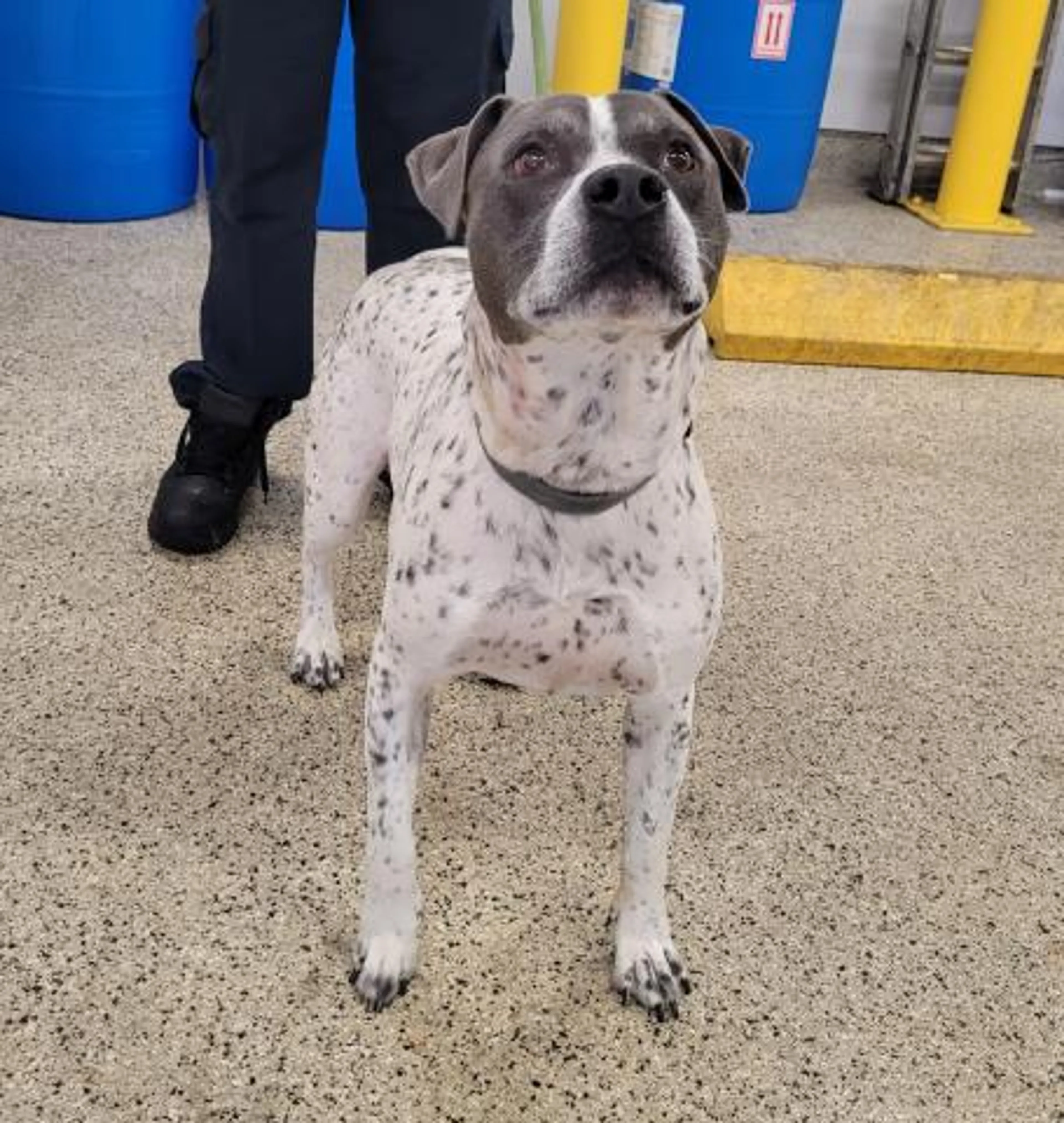 Found pet
