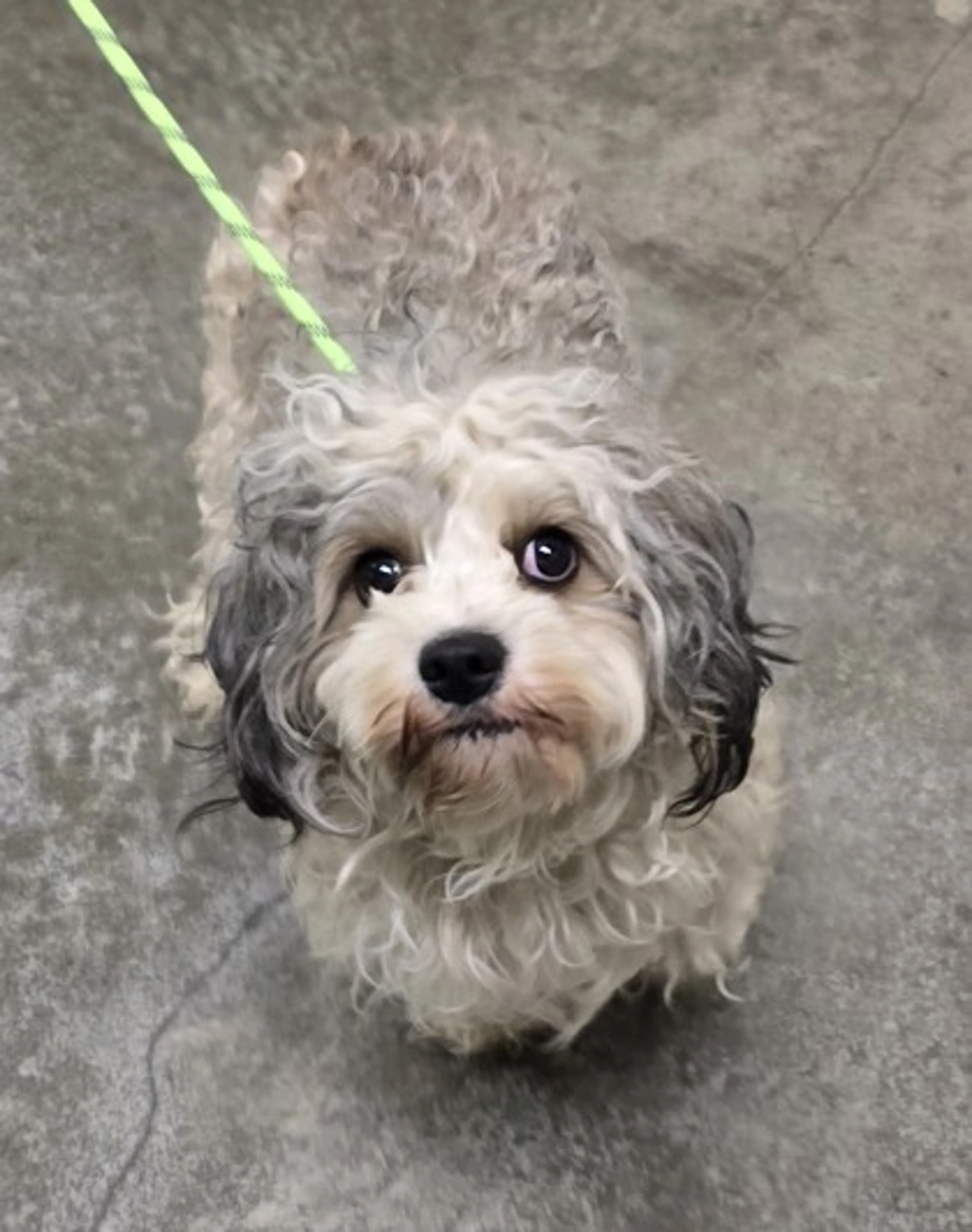 Found pet-2