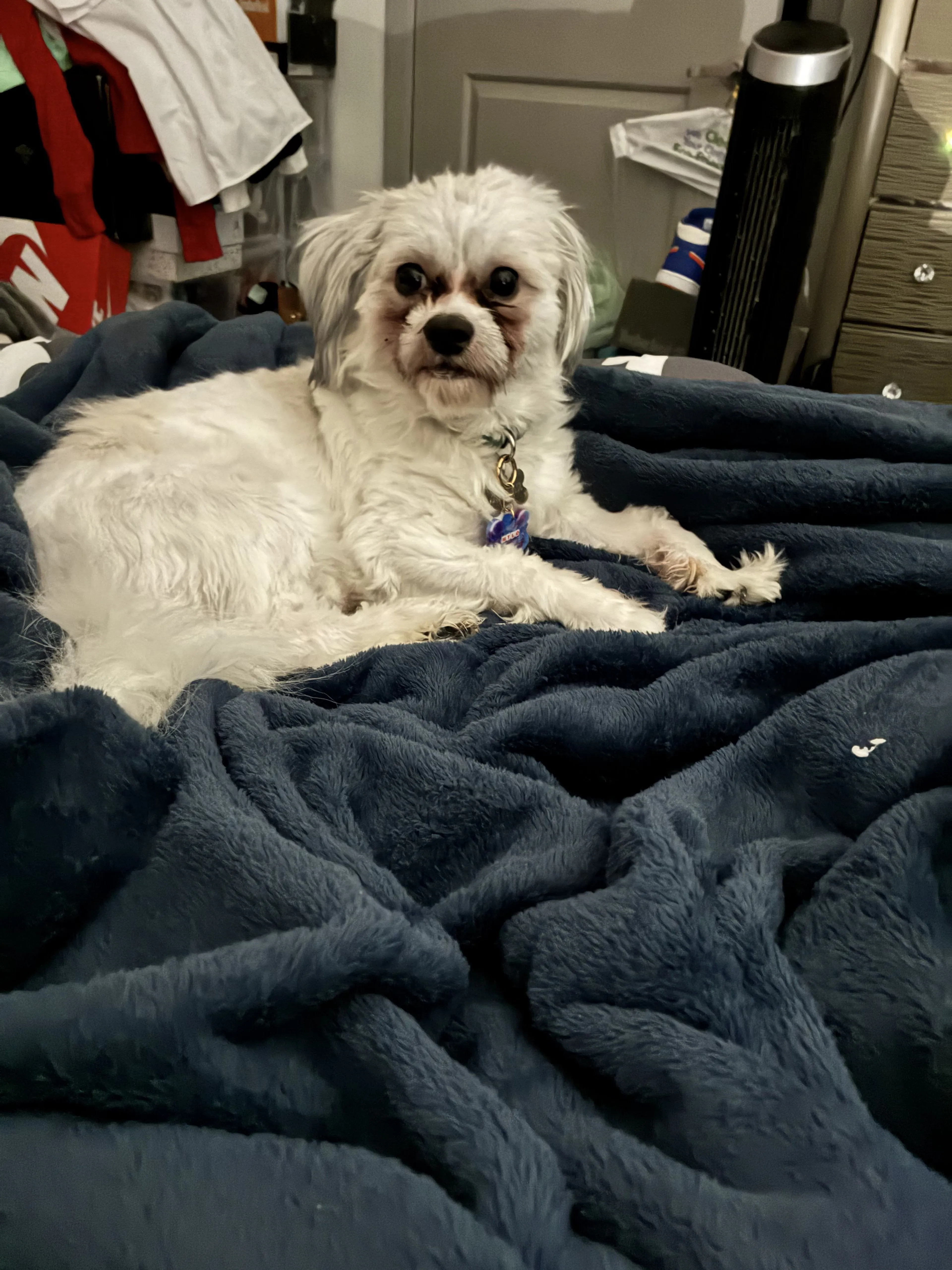 Lost pet