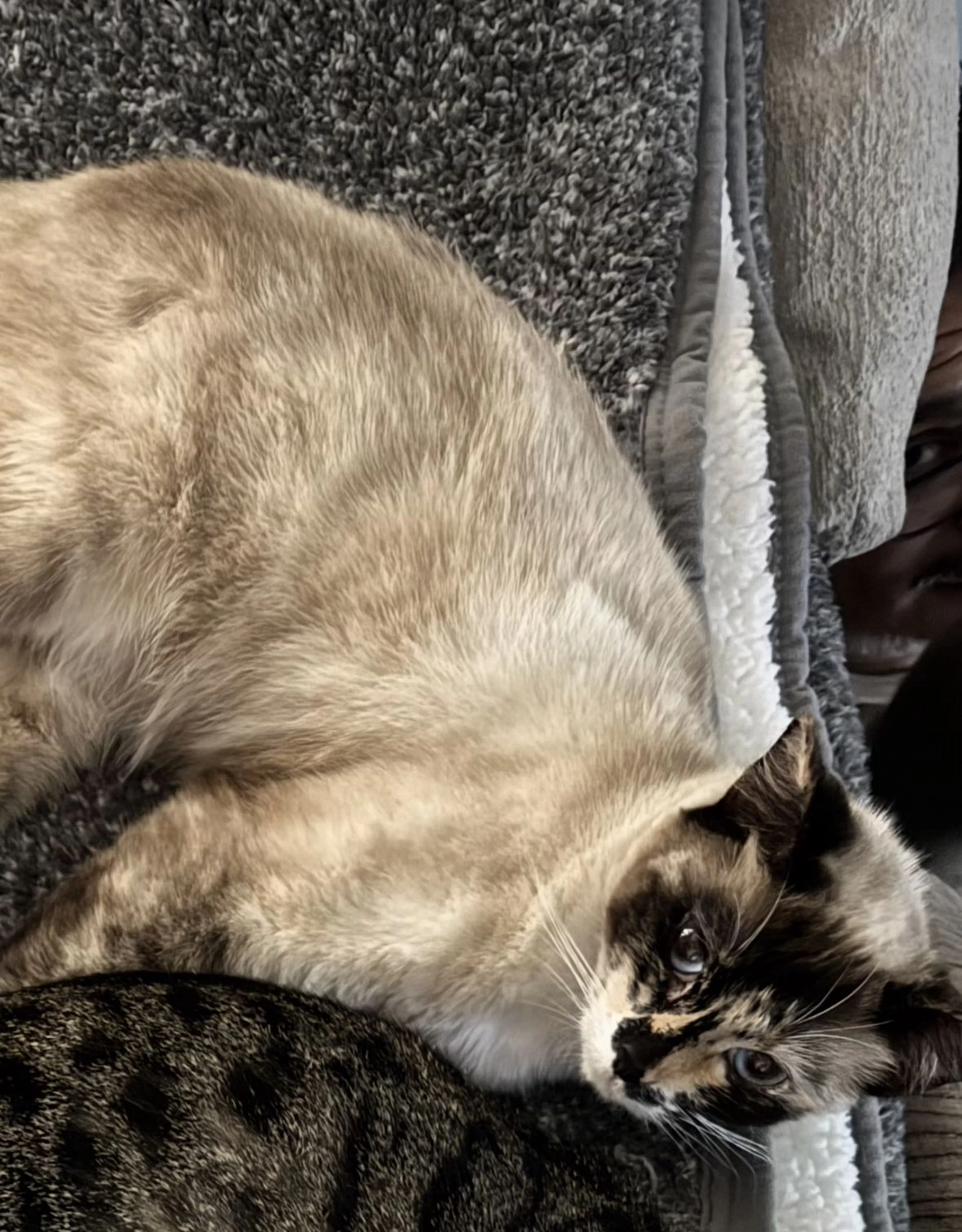 Lost pet