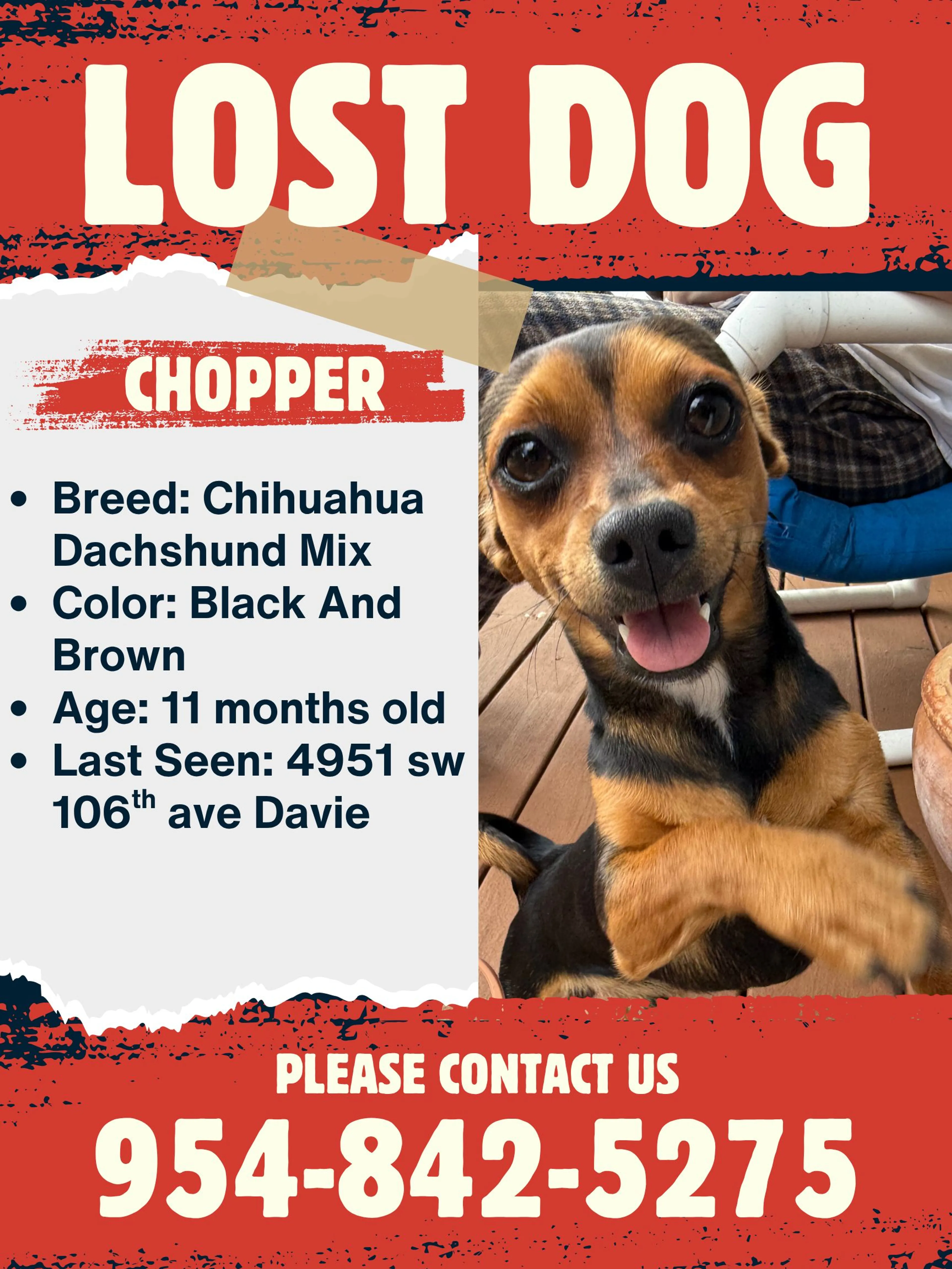 Lost pet