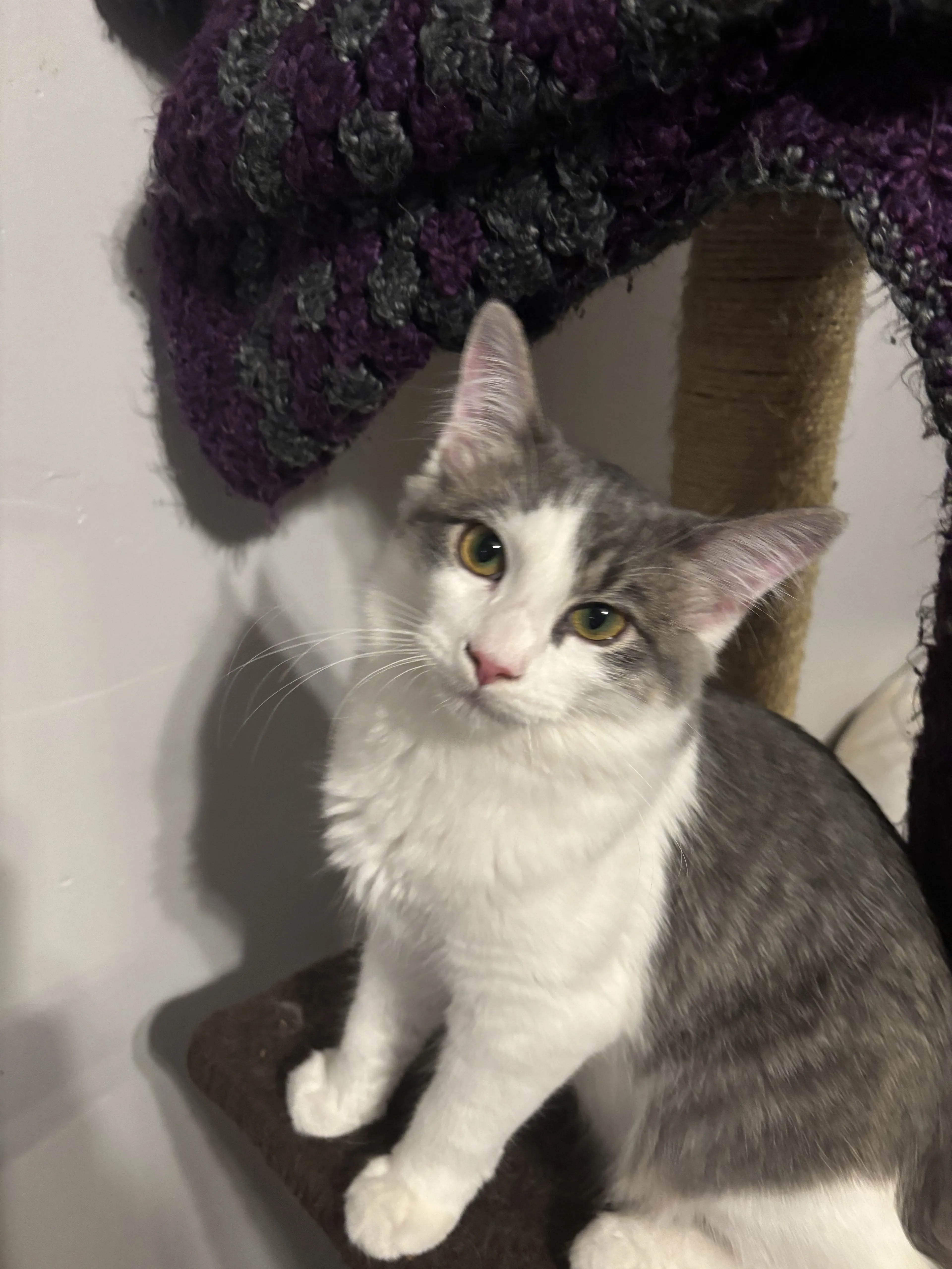 Lost pet-2