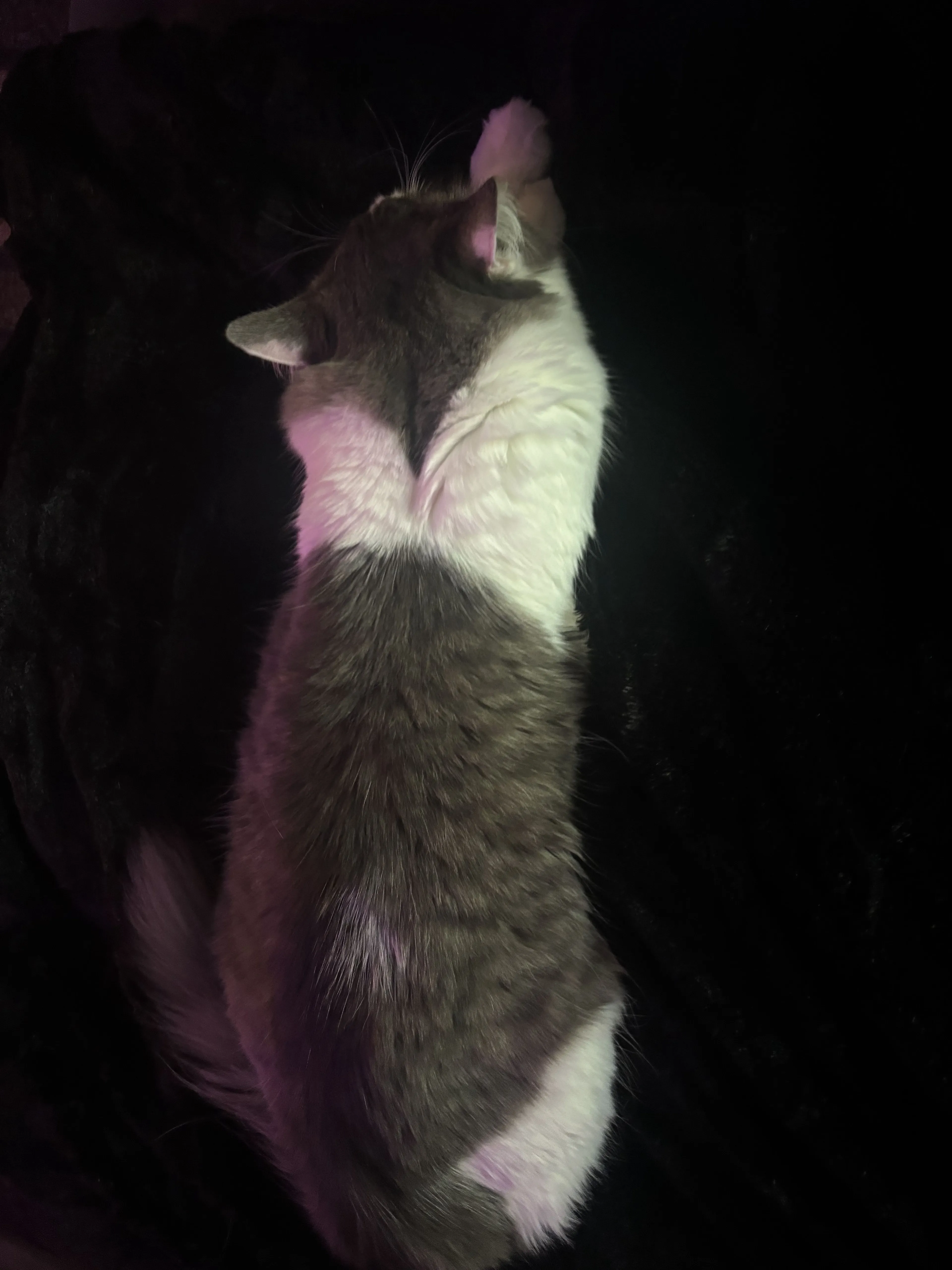 Lost pet-1