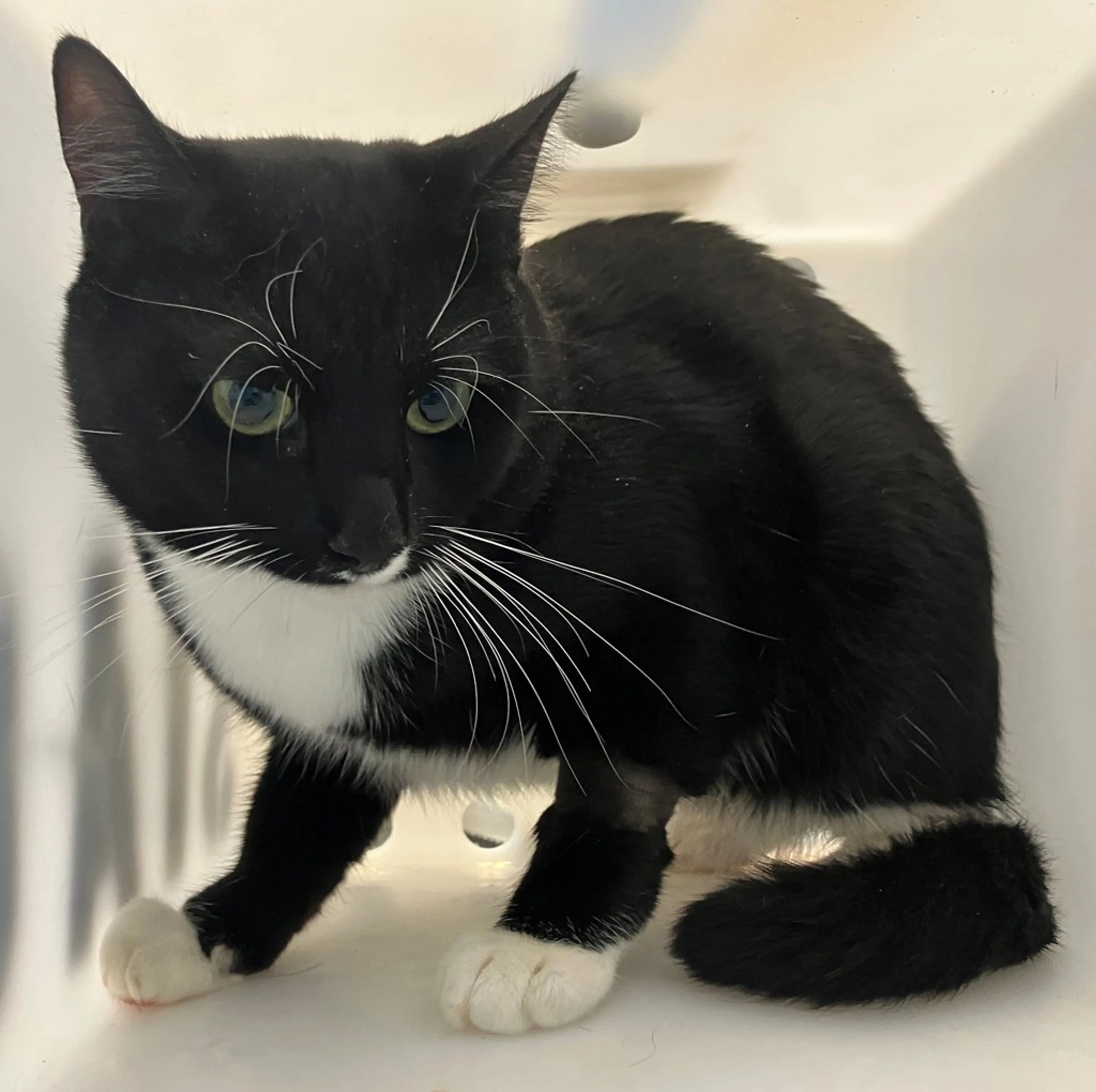 Found pet