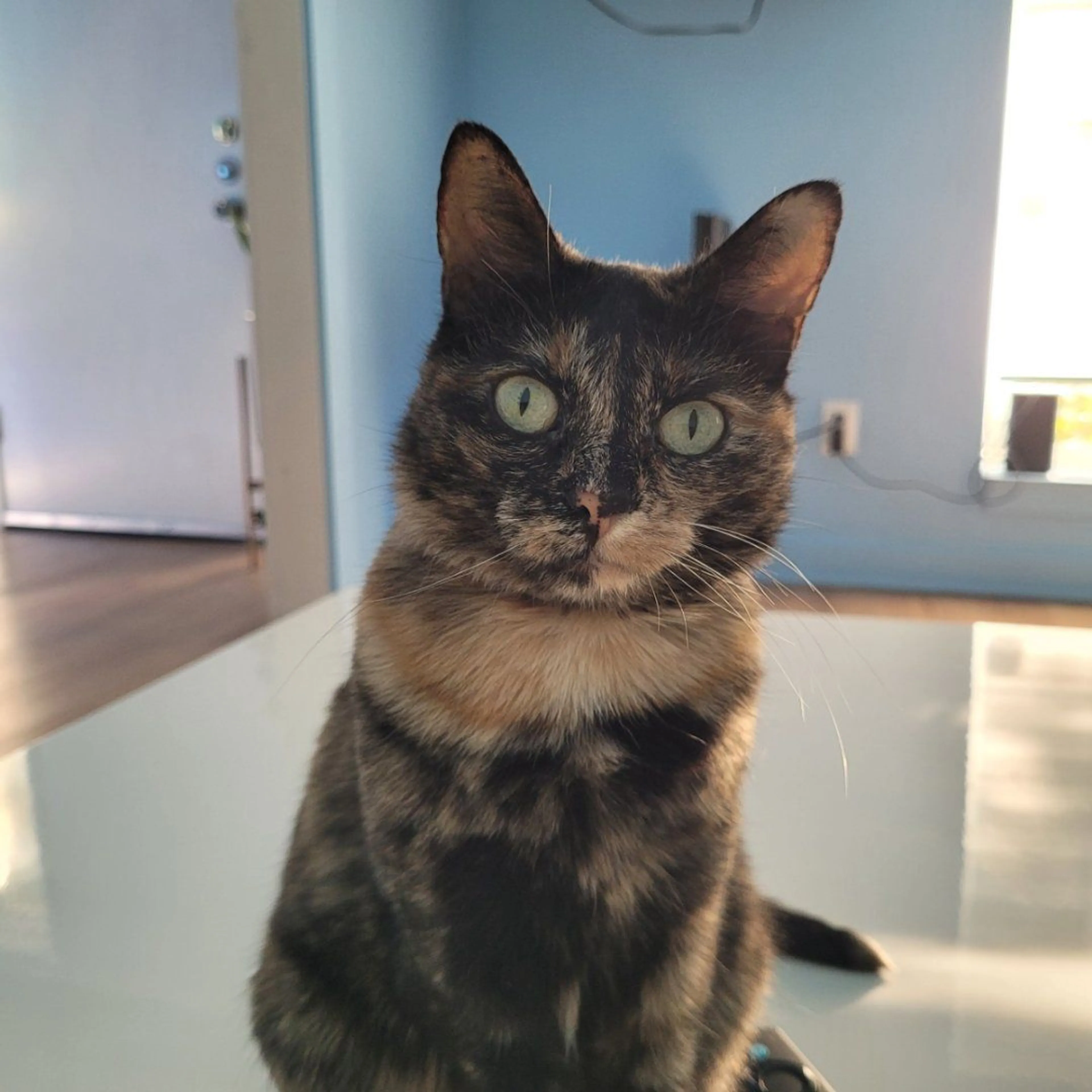 Lost pet-0