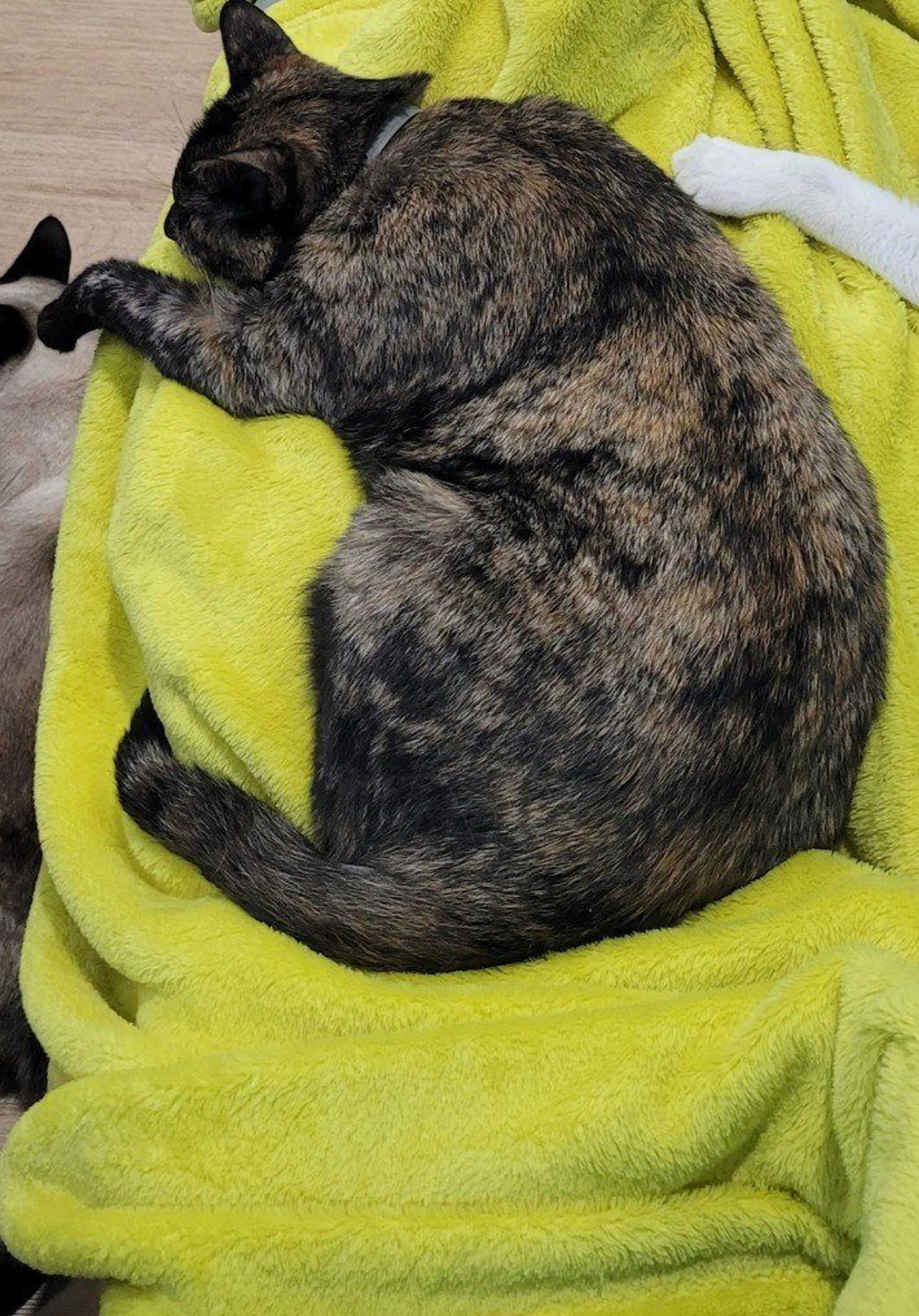 Lost pet-3