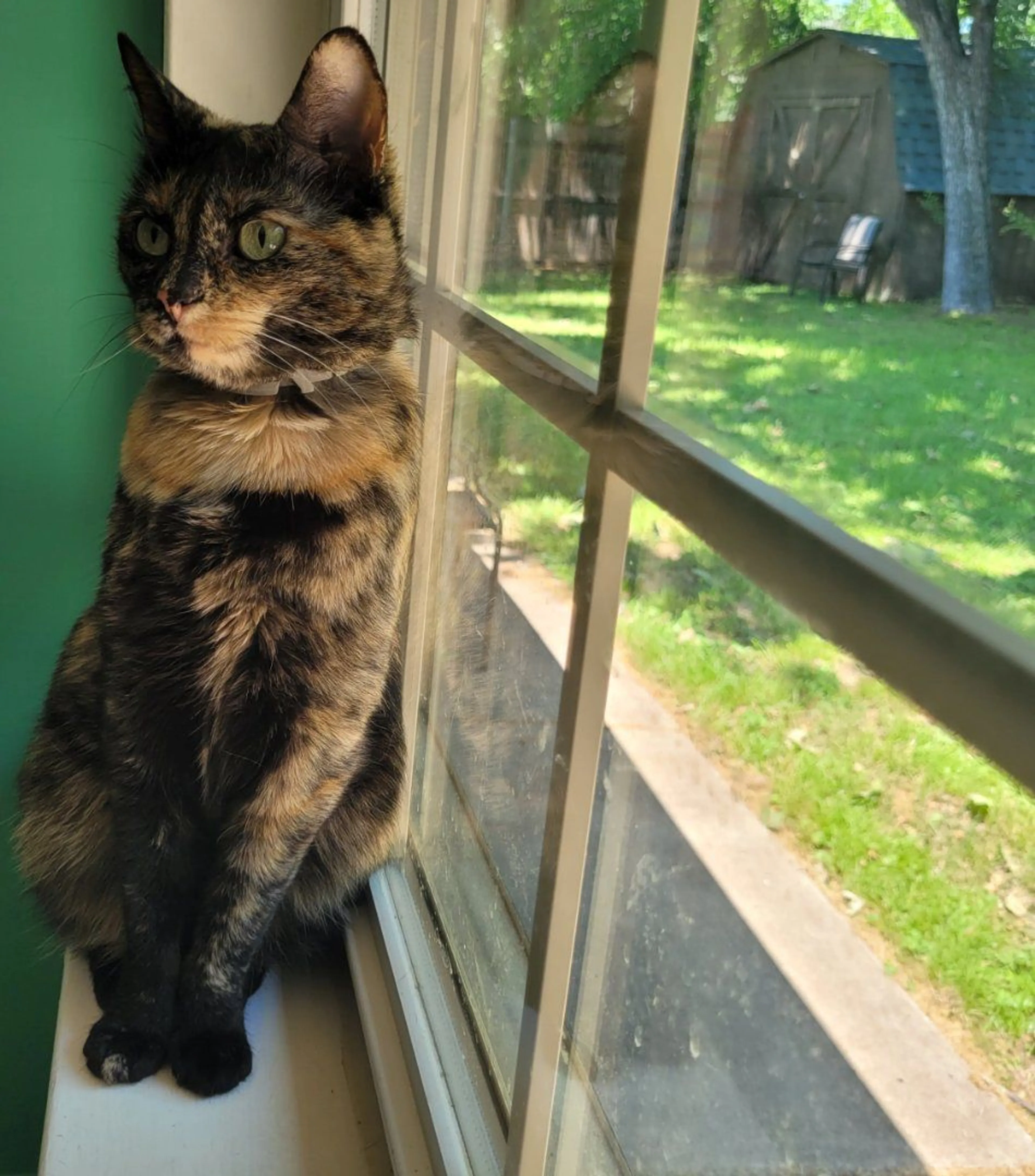 Lost pet-1