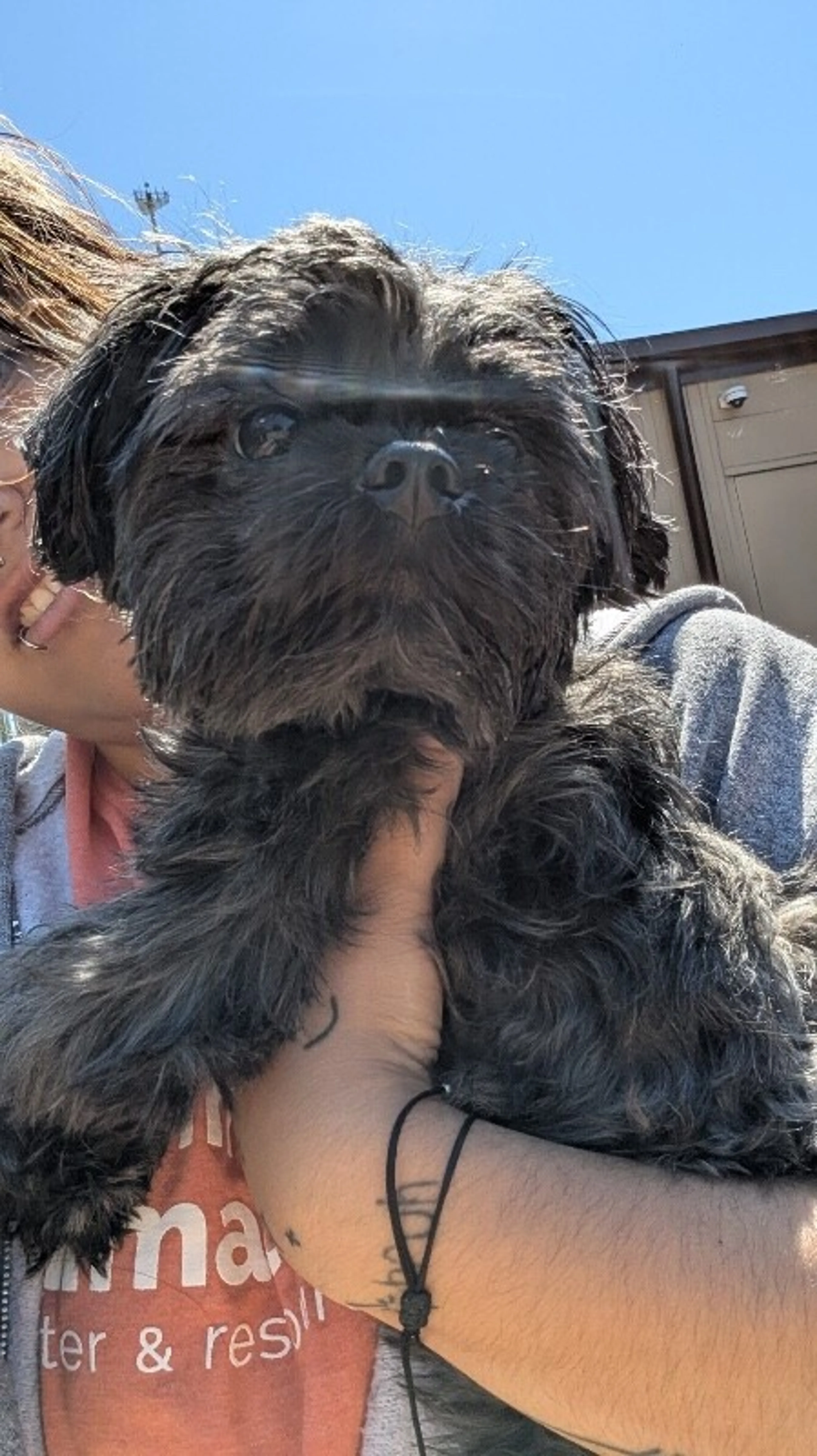 Found pet-1