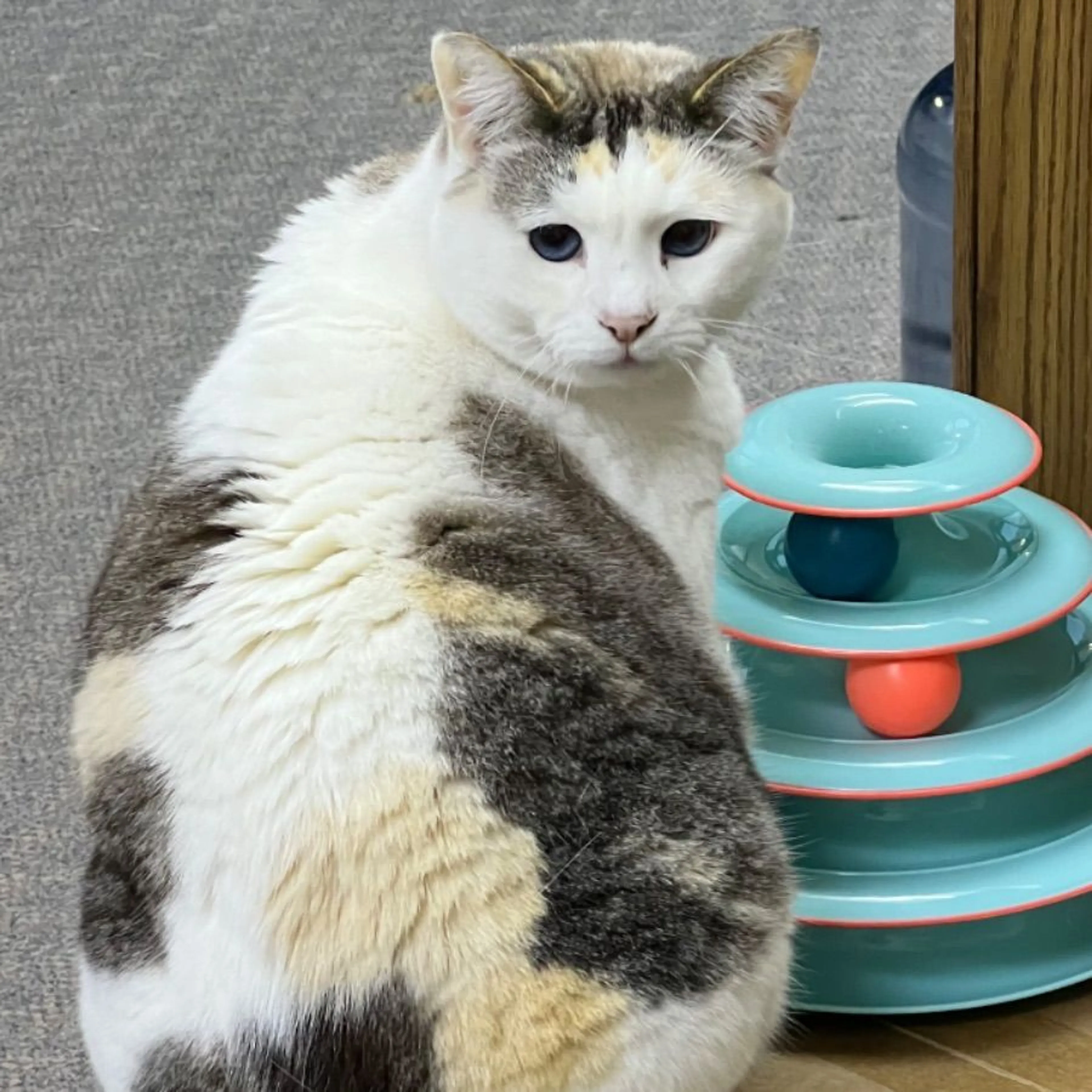 Lost pet