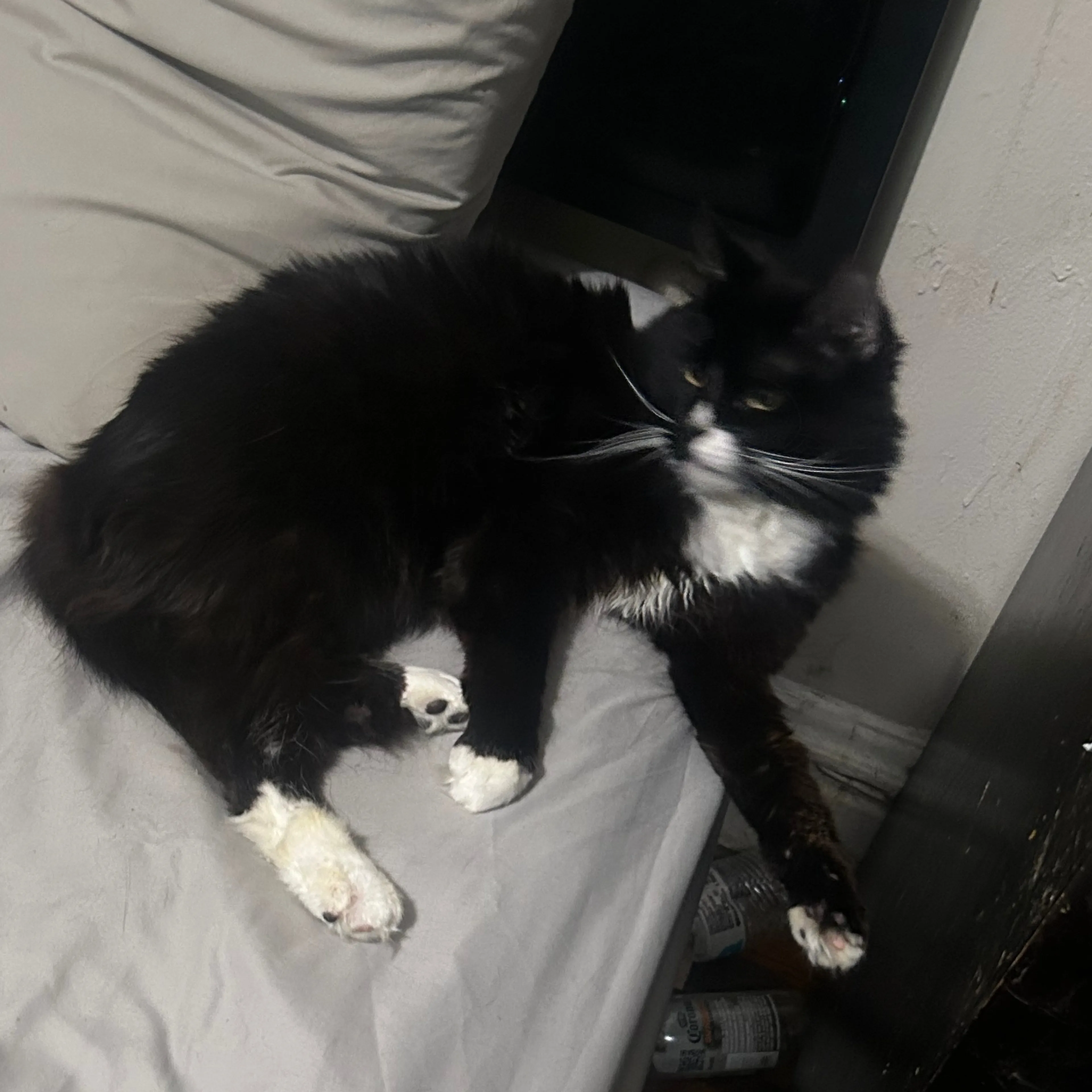 Lost pet-1