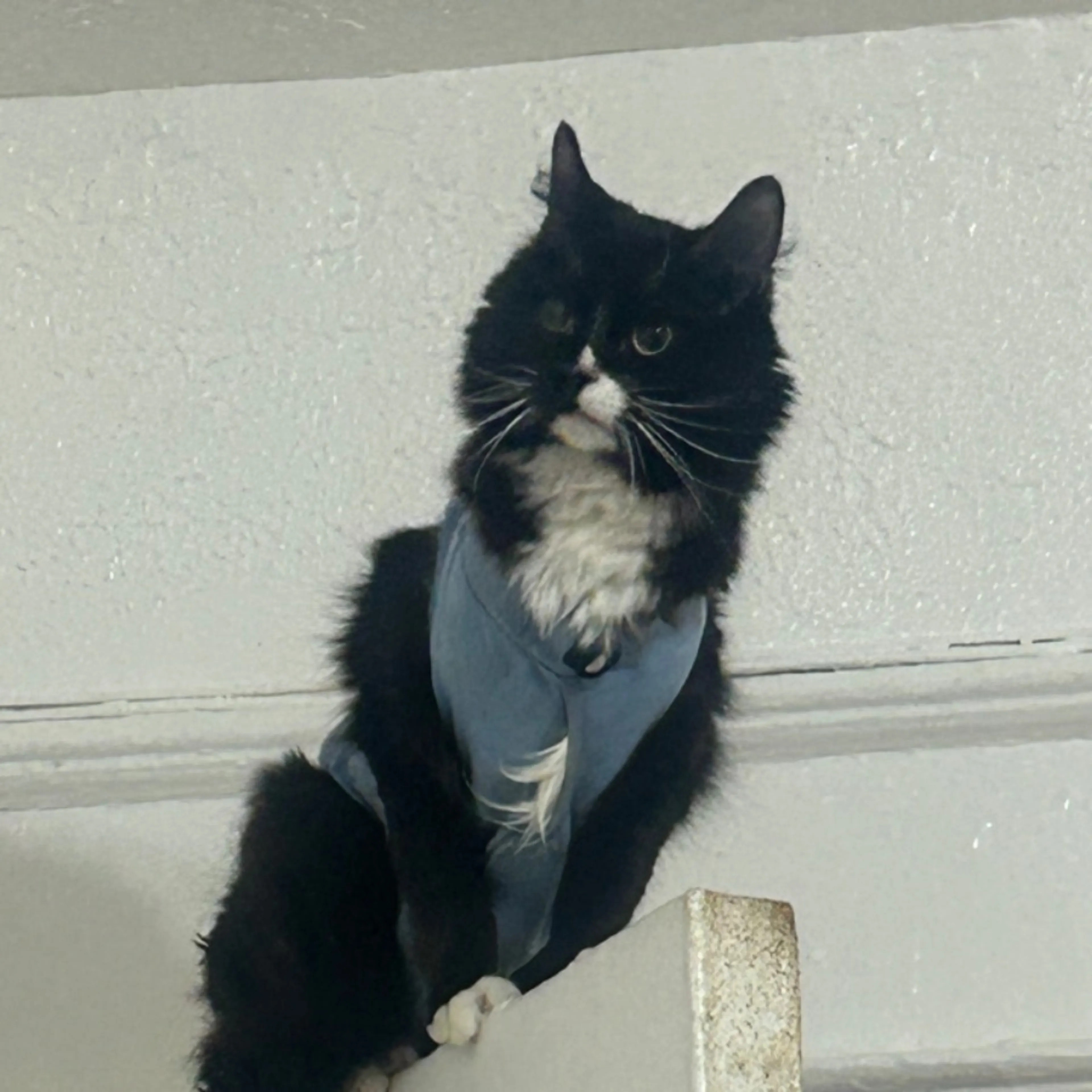 Lost pet-0
