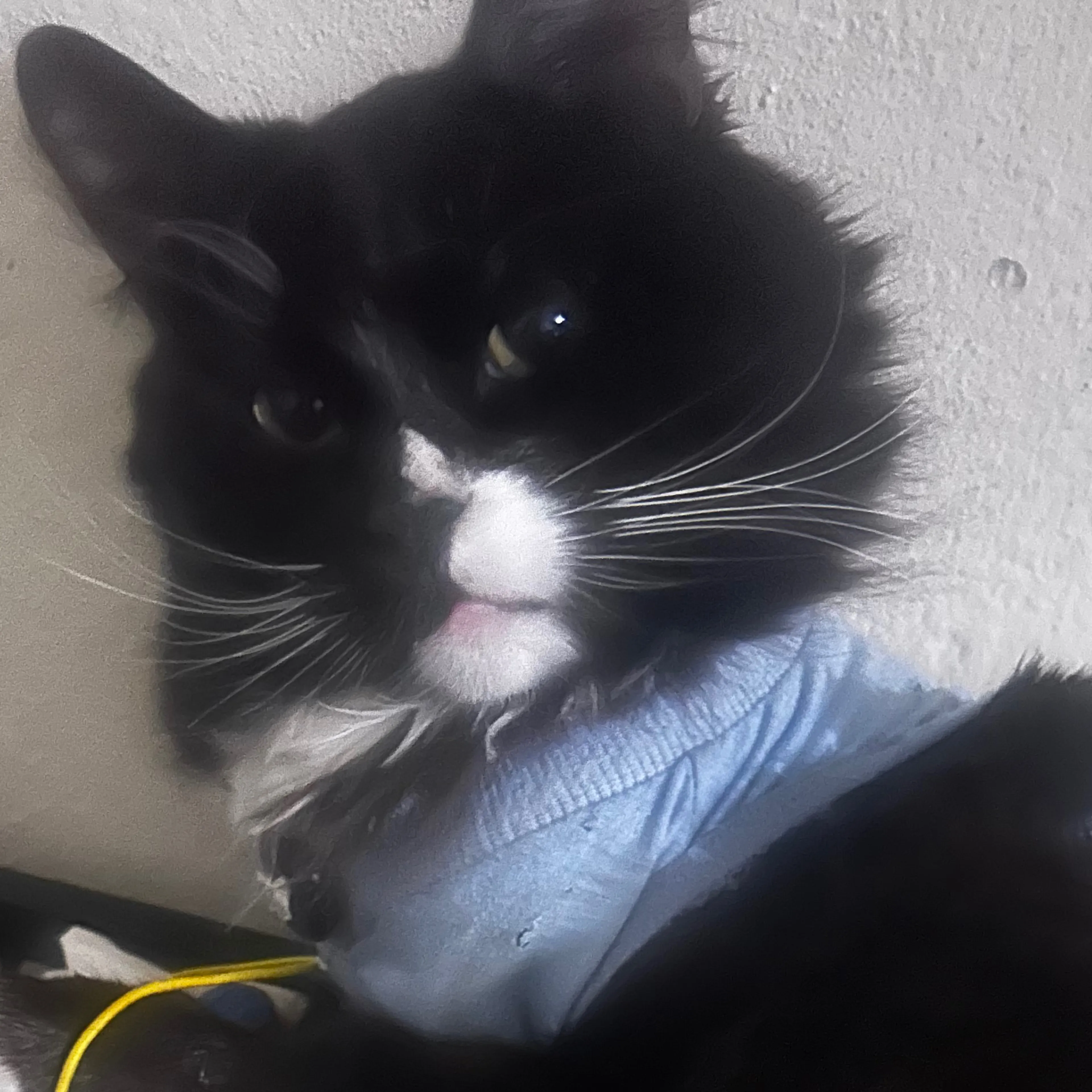 Lost pet-2