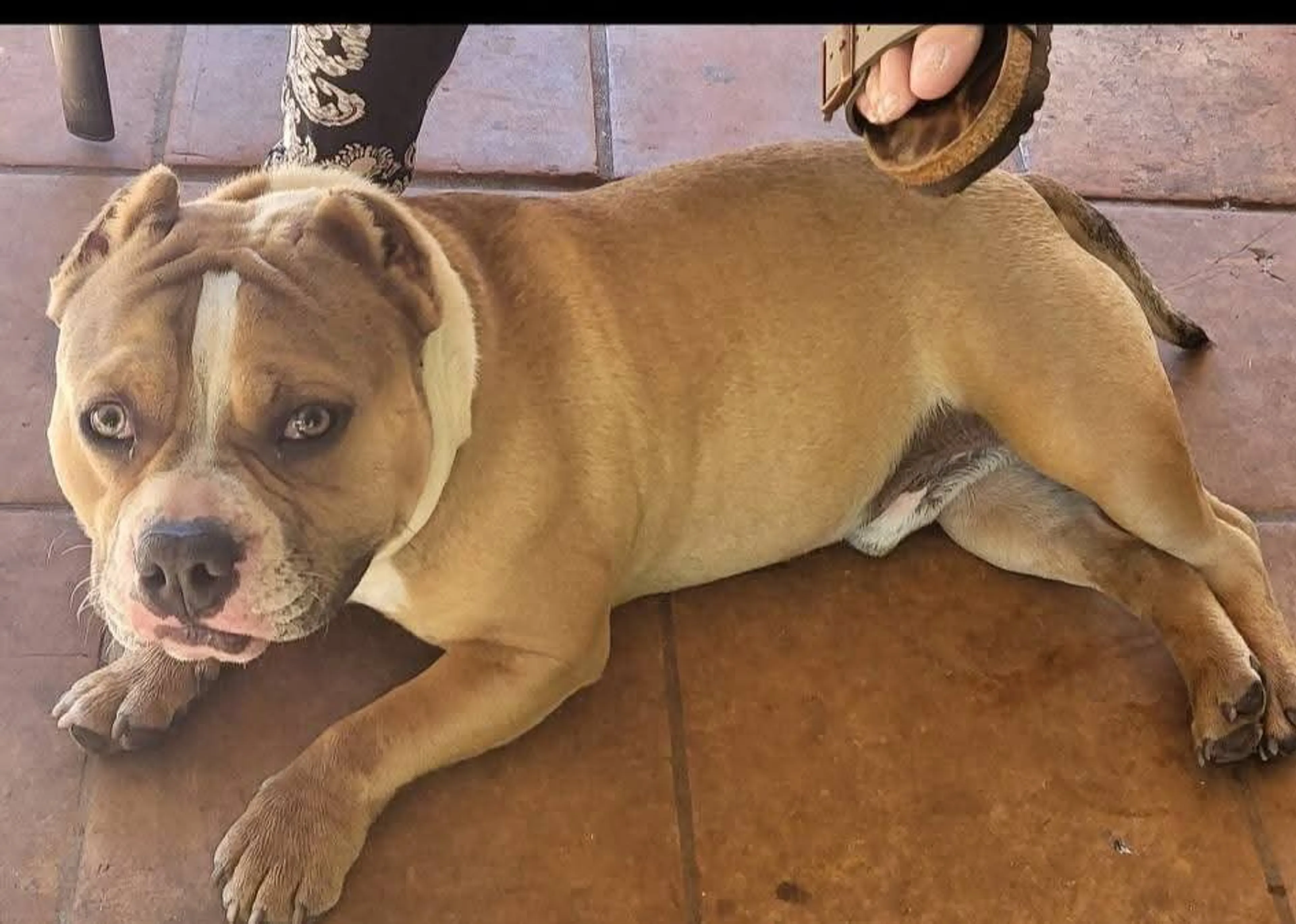 Lost pet-3