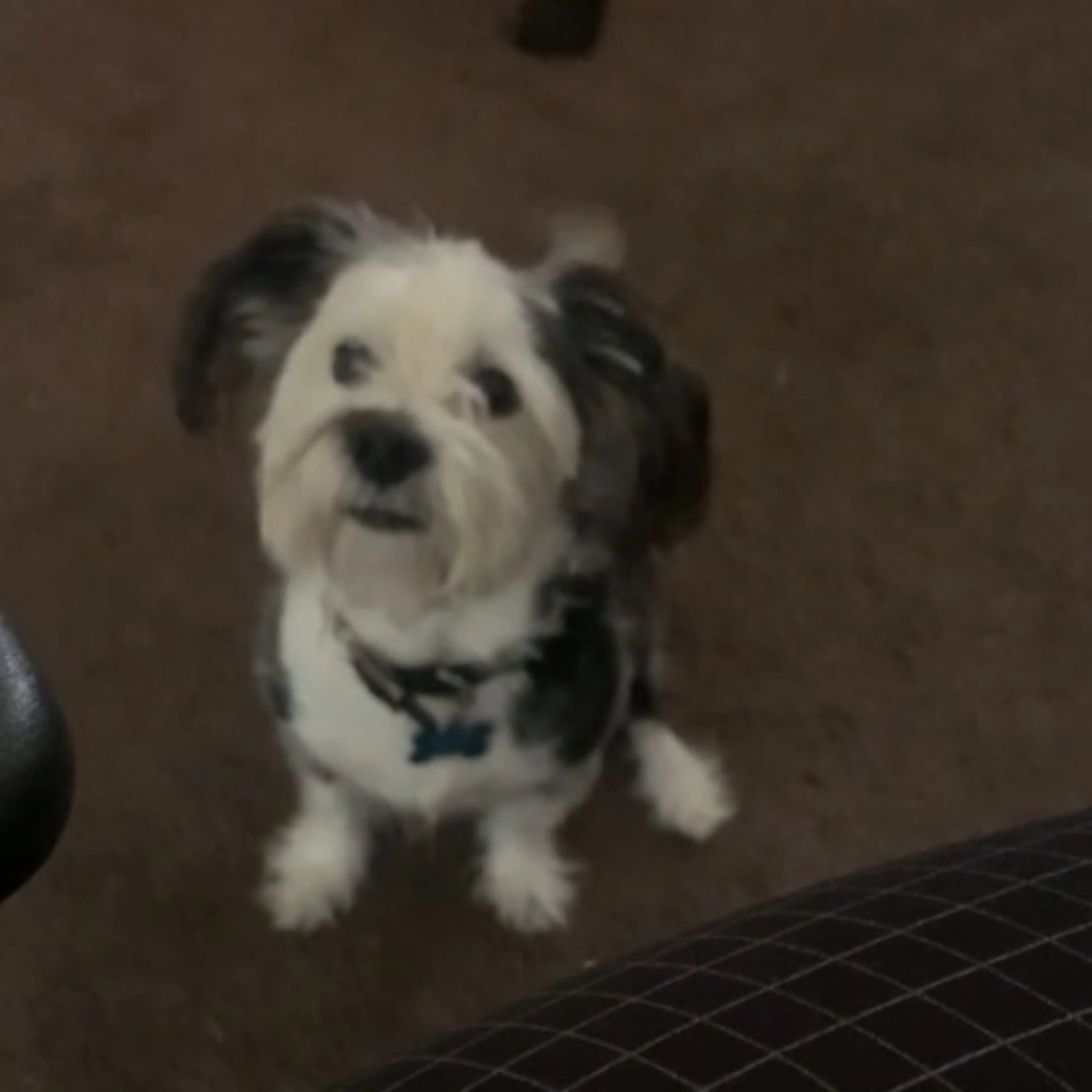 Lost pet
