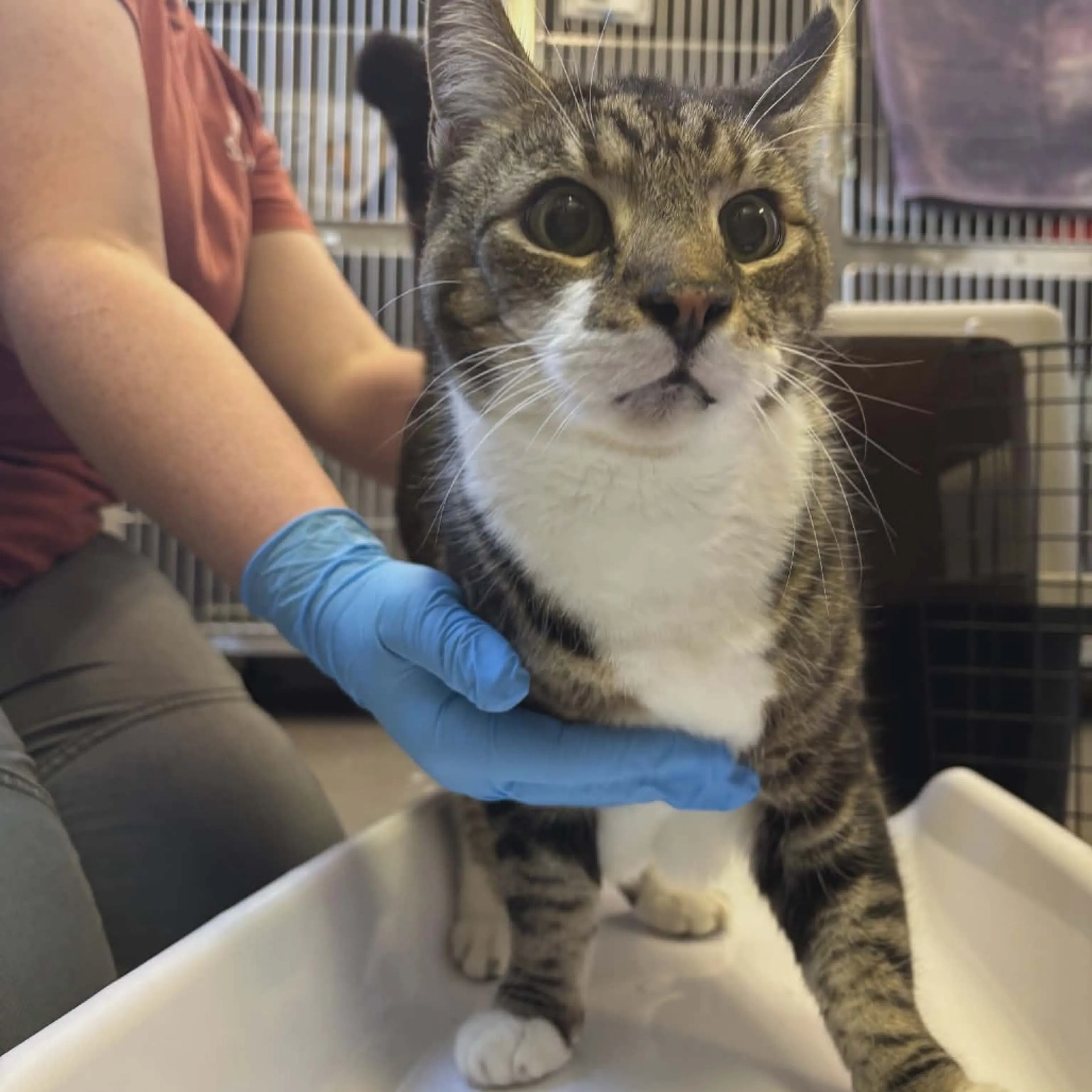 Found pet