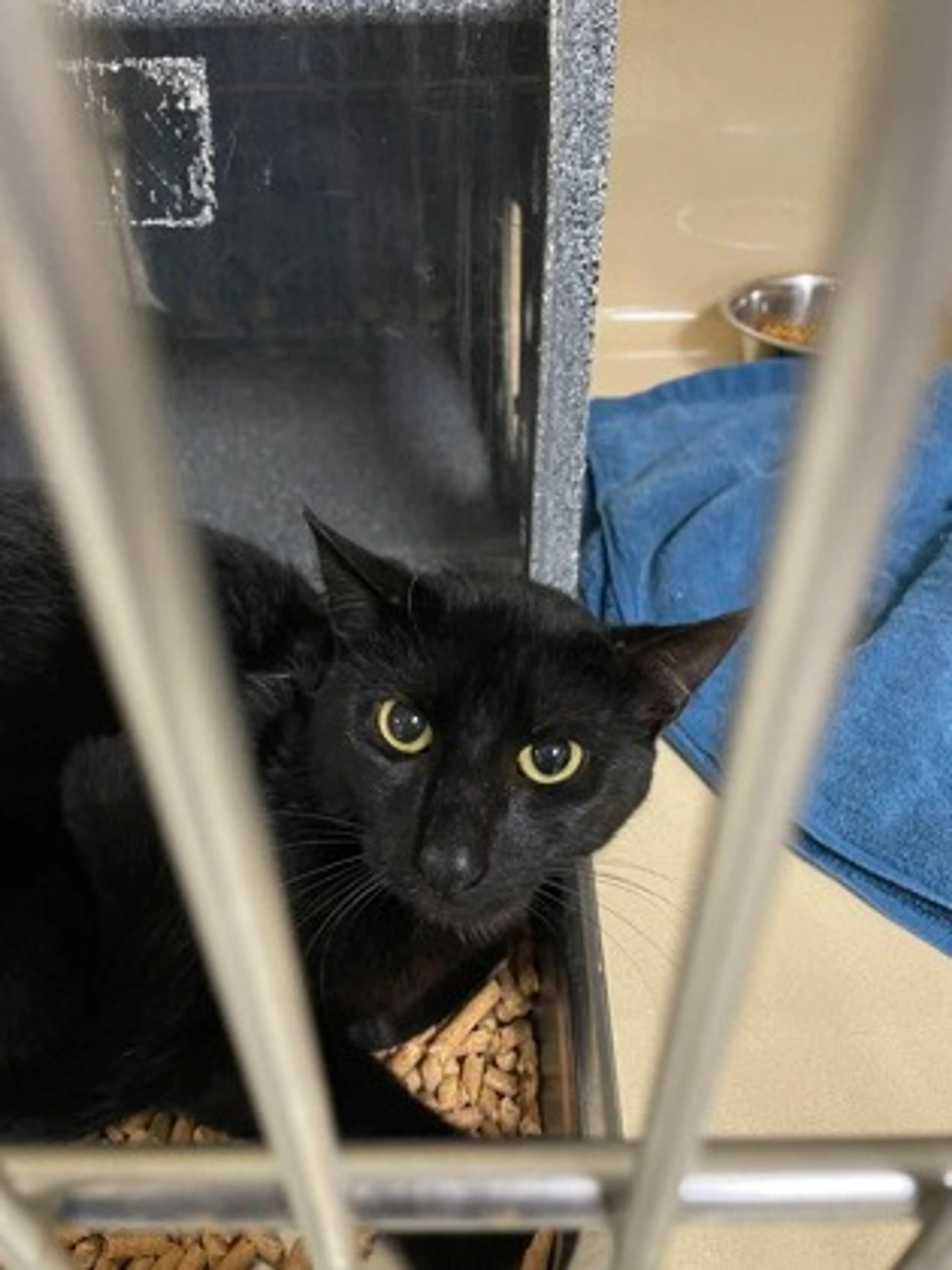 Found pet