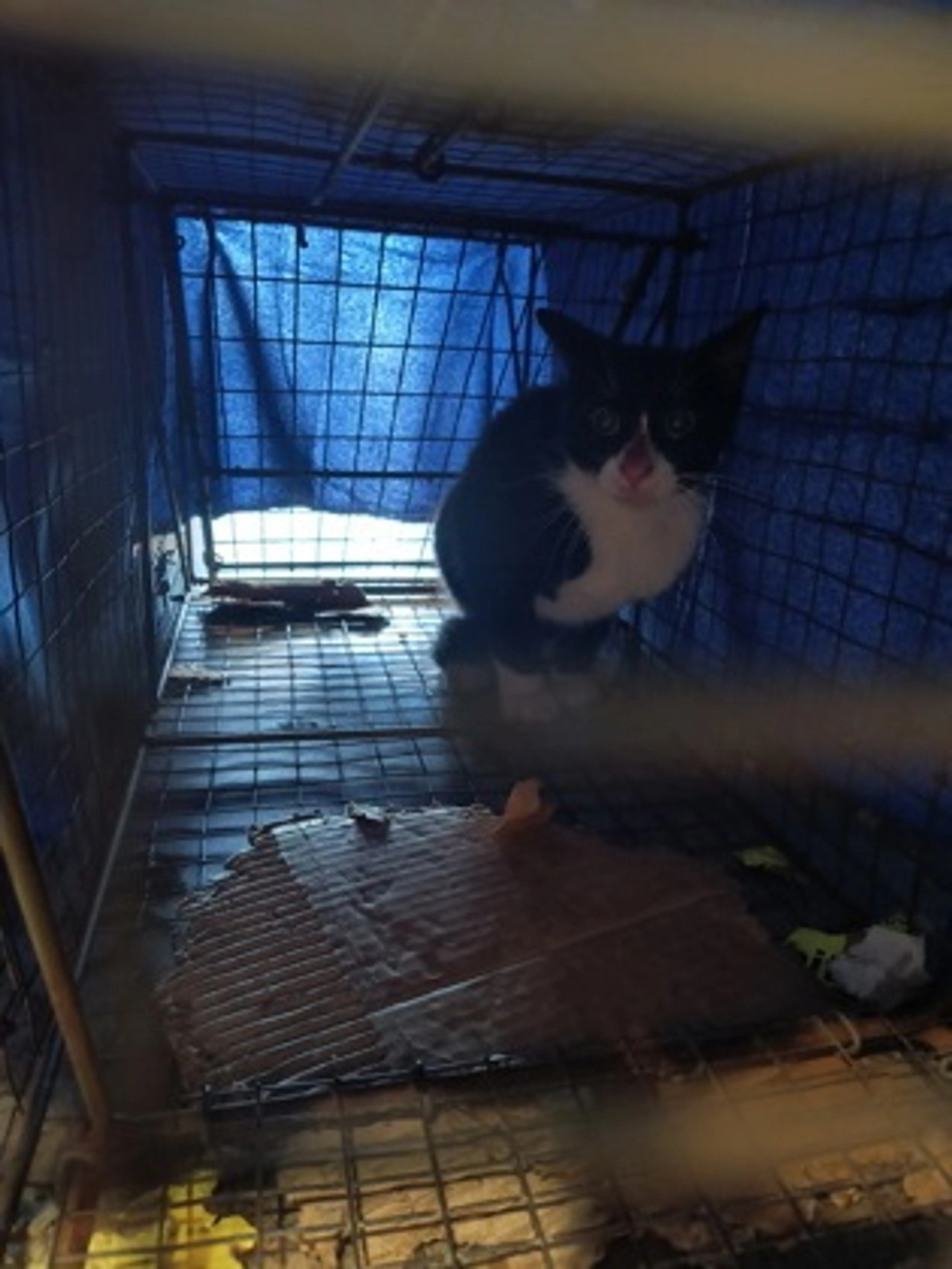 Found pet