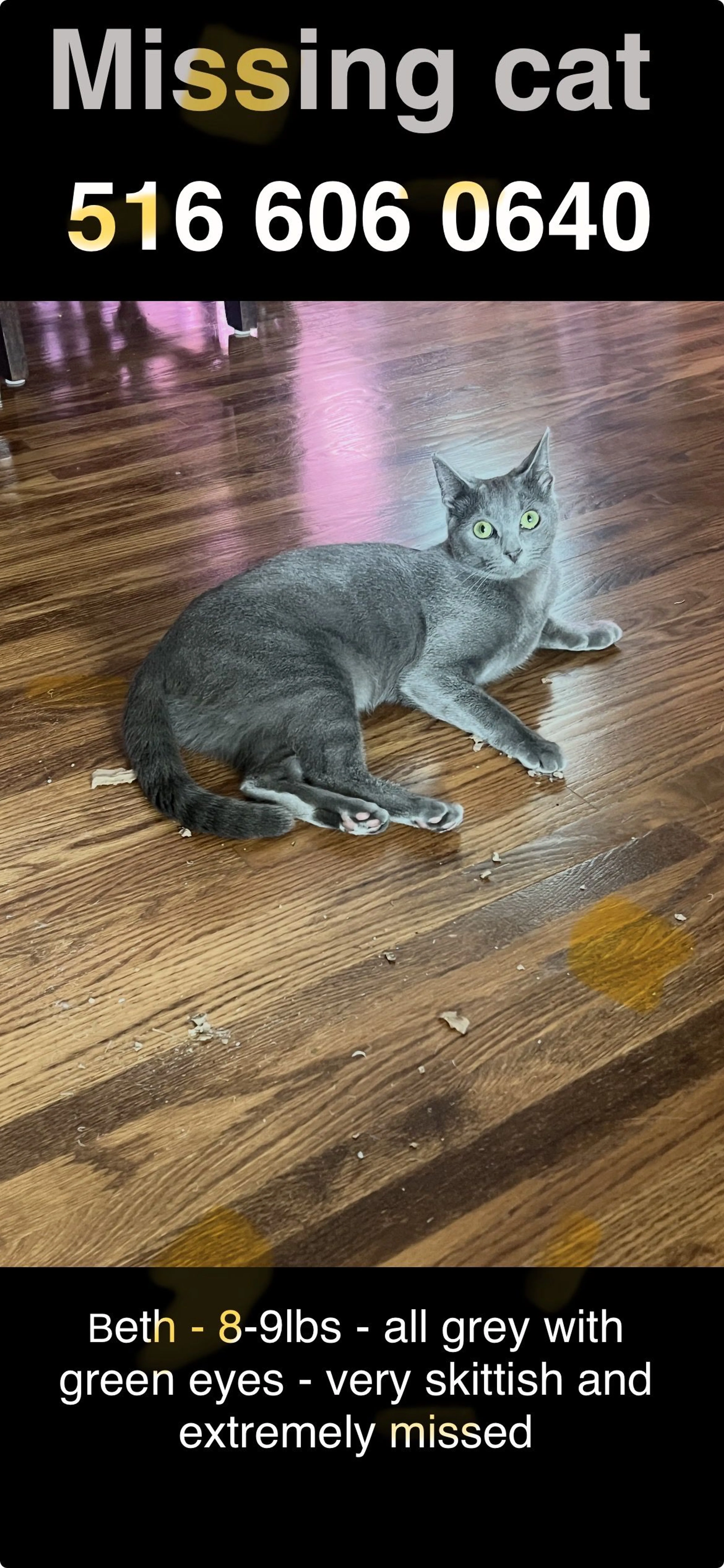 Lost pet-0