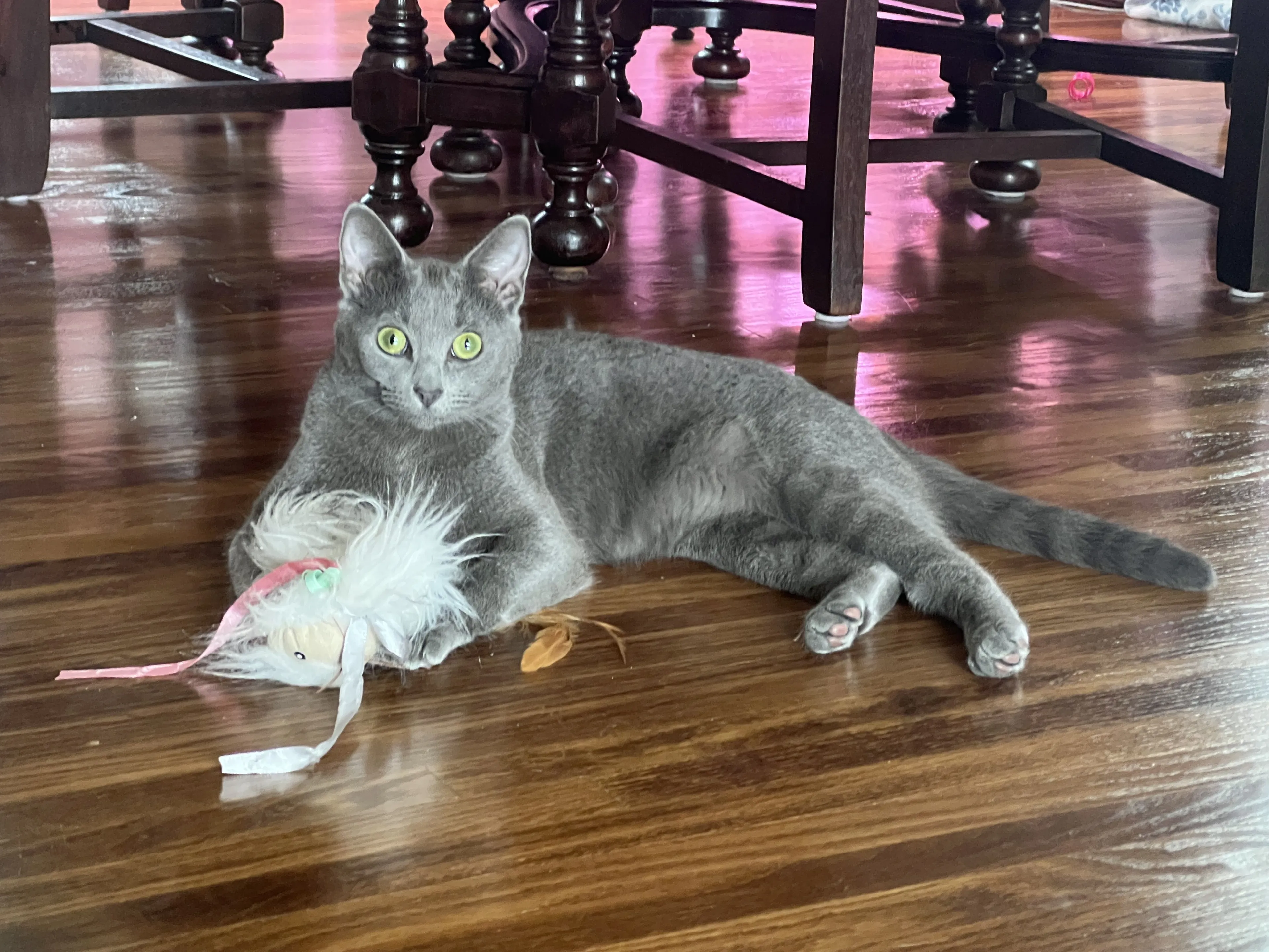 Lost pet-2