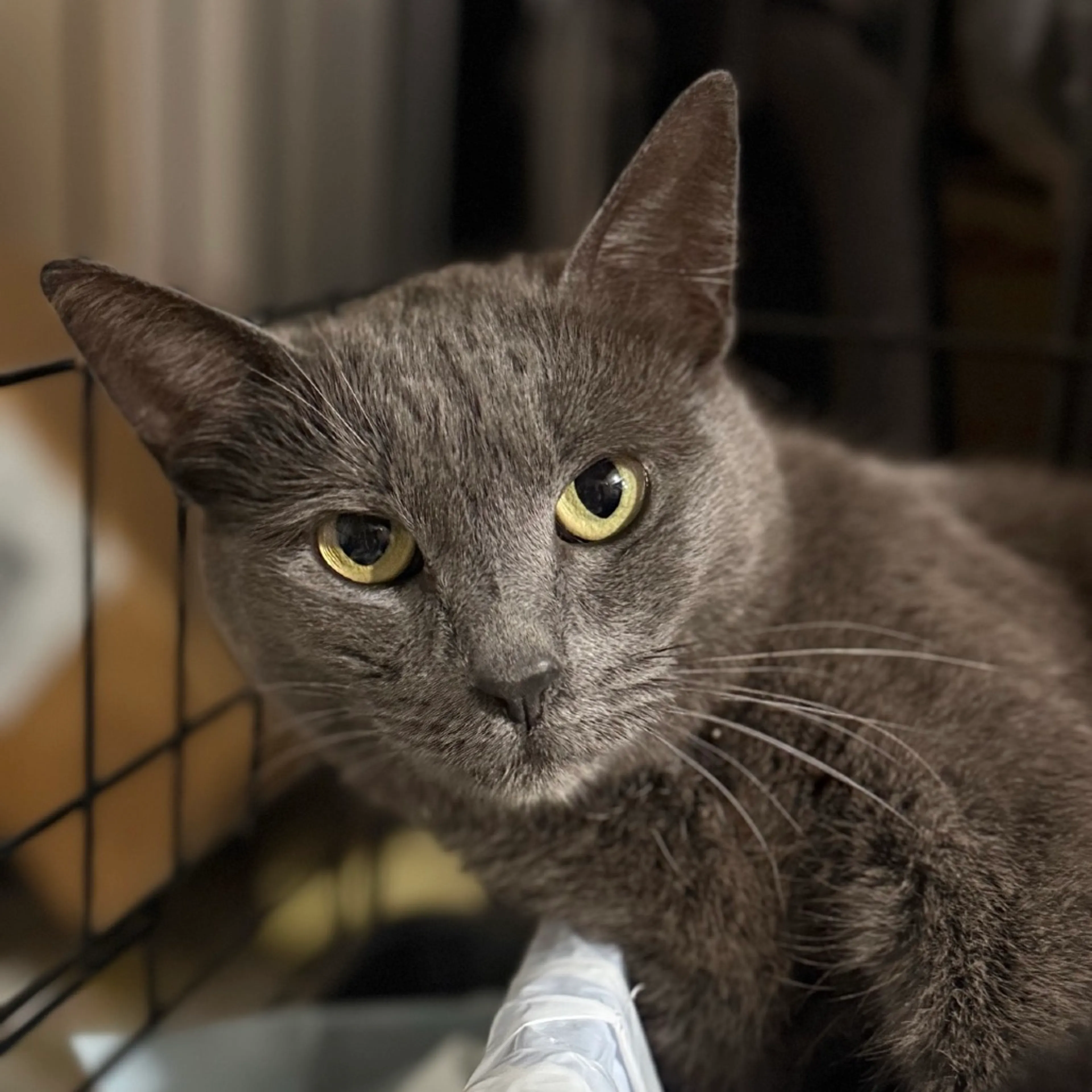 Found pet