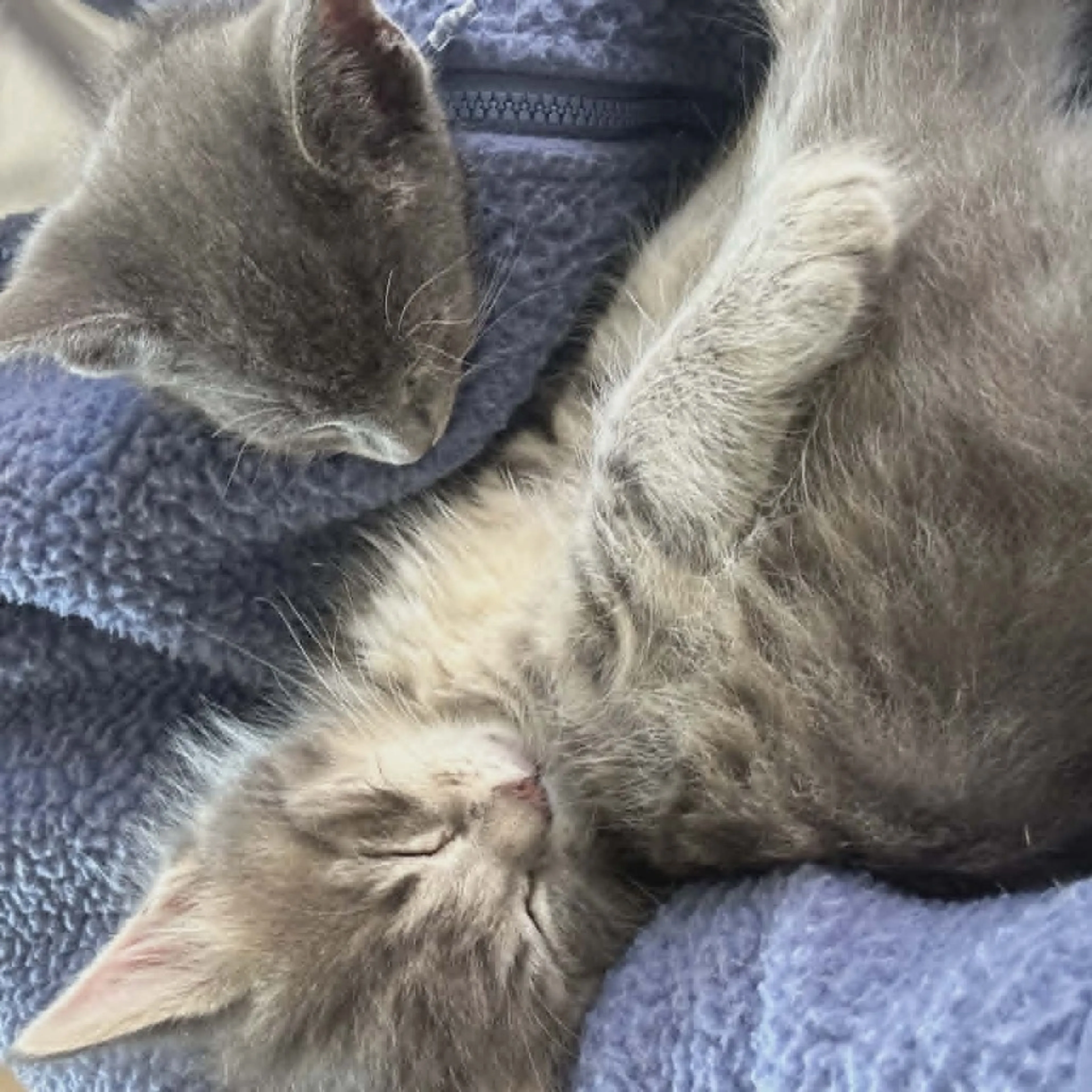 Found pet-1