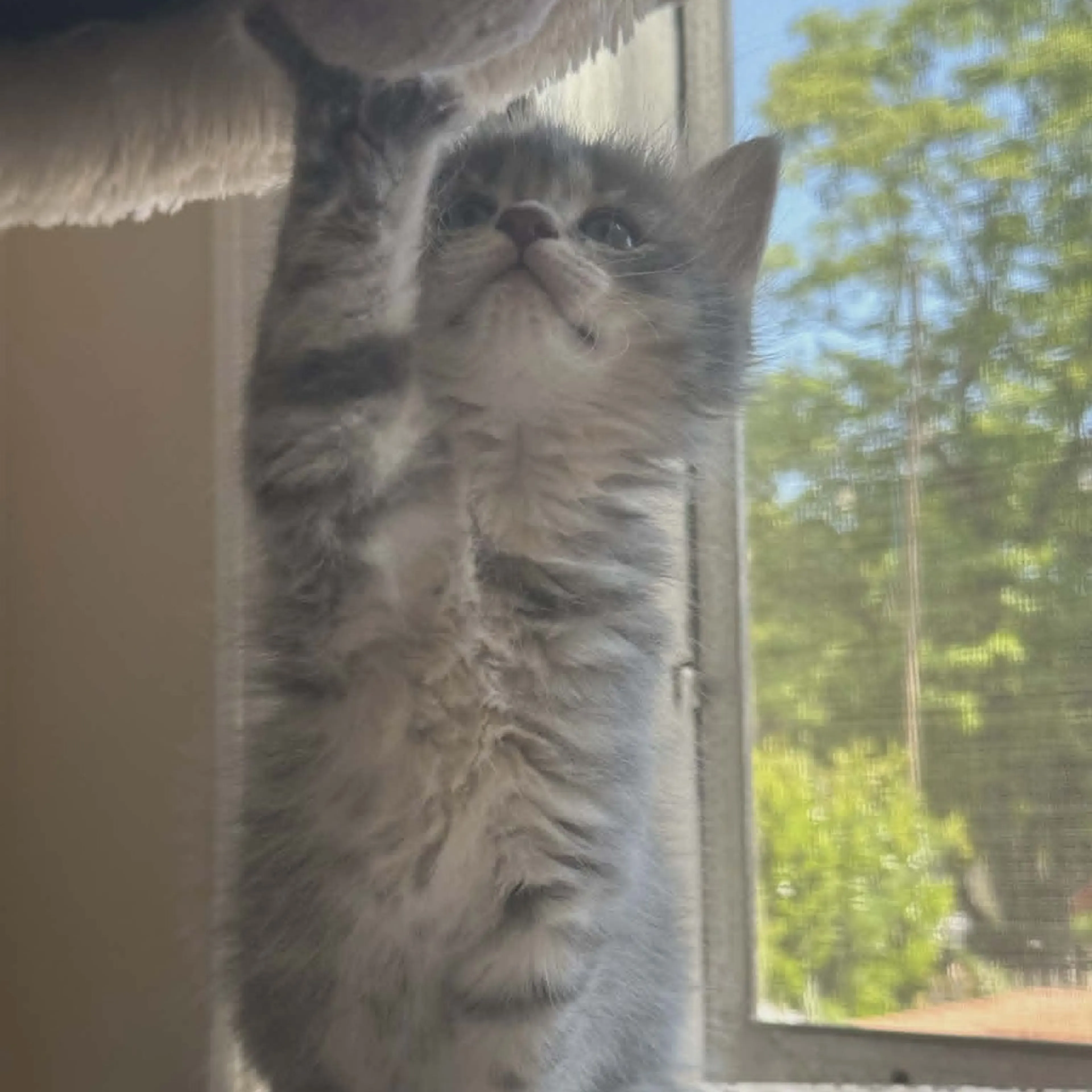Found pet-2