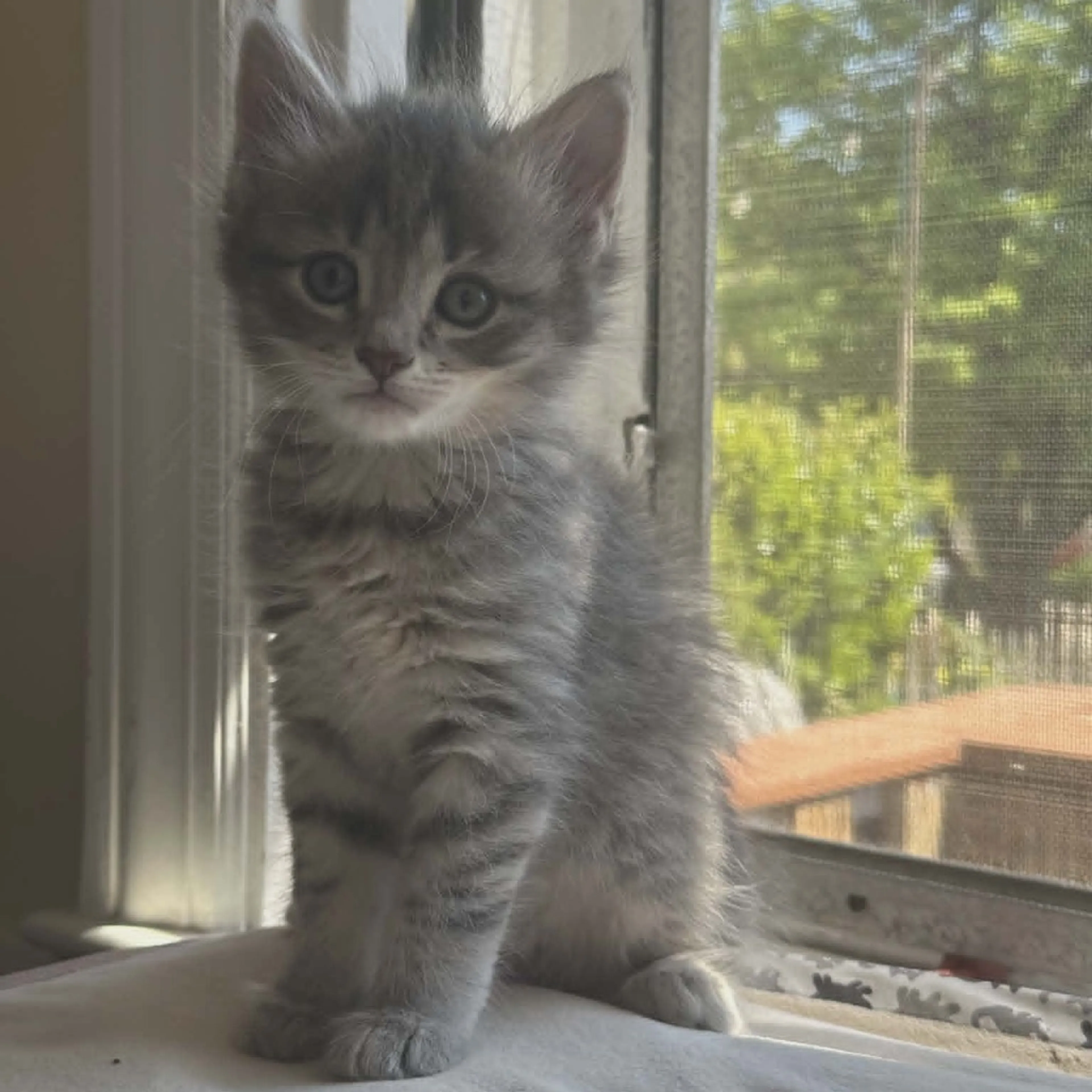 Found pet-0