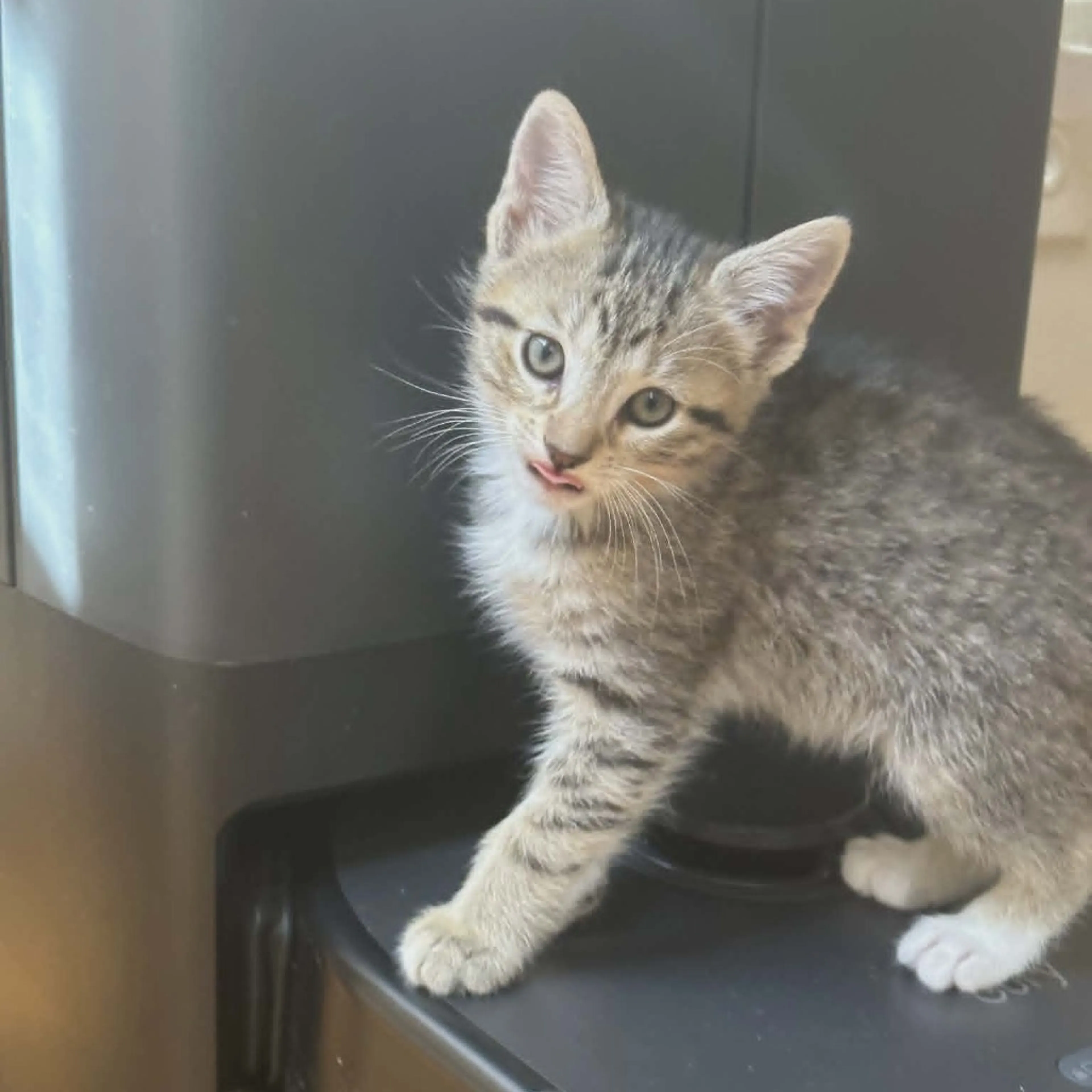 Found pet-1