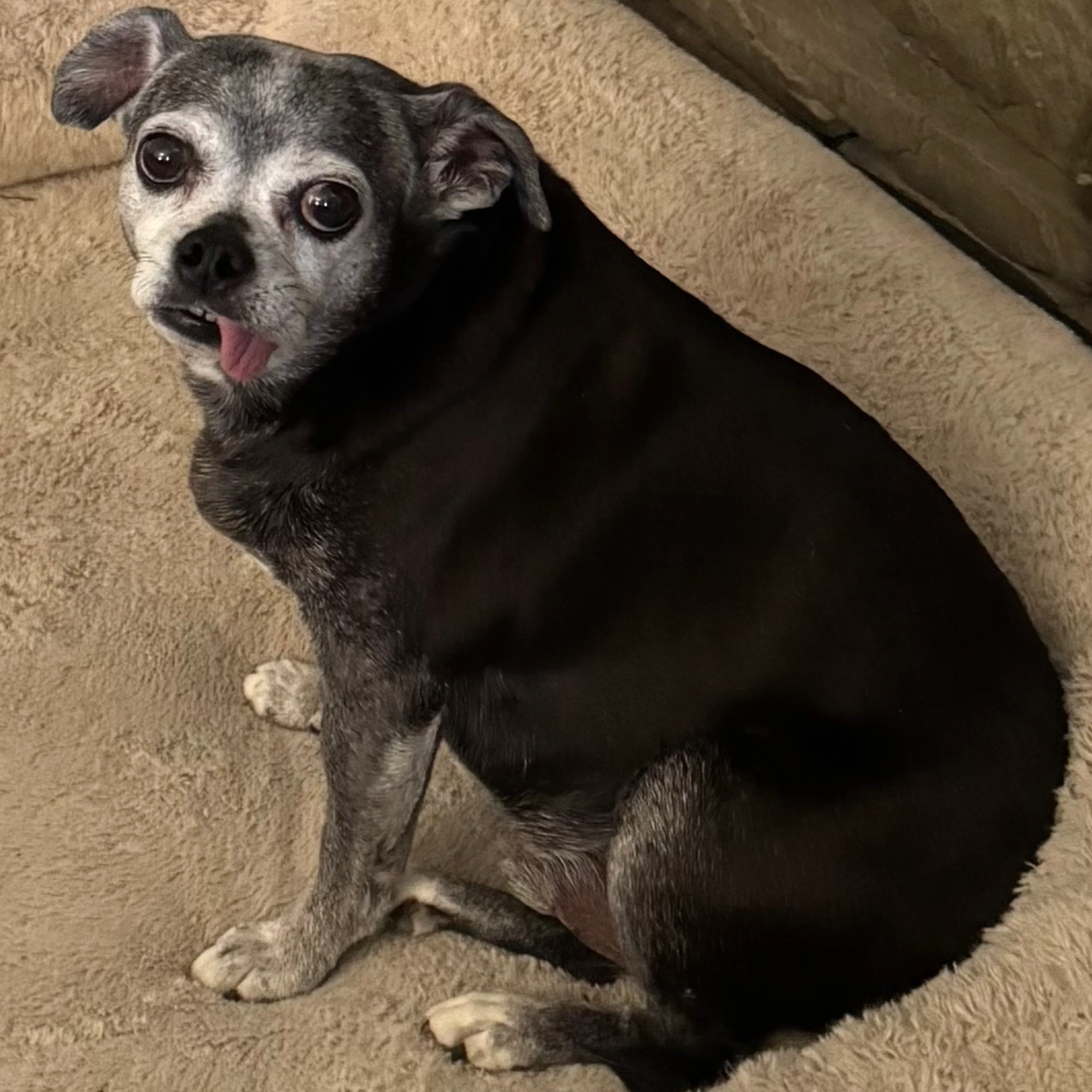 Lost pet-1