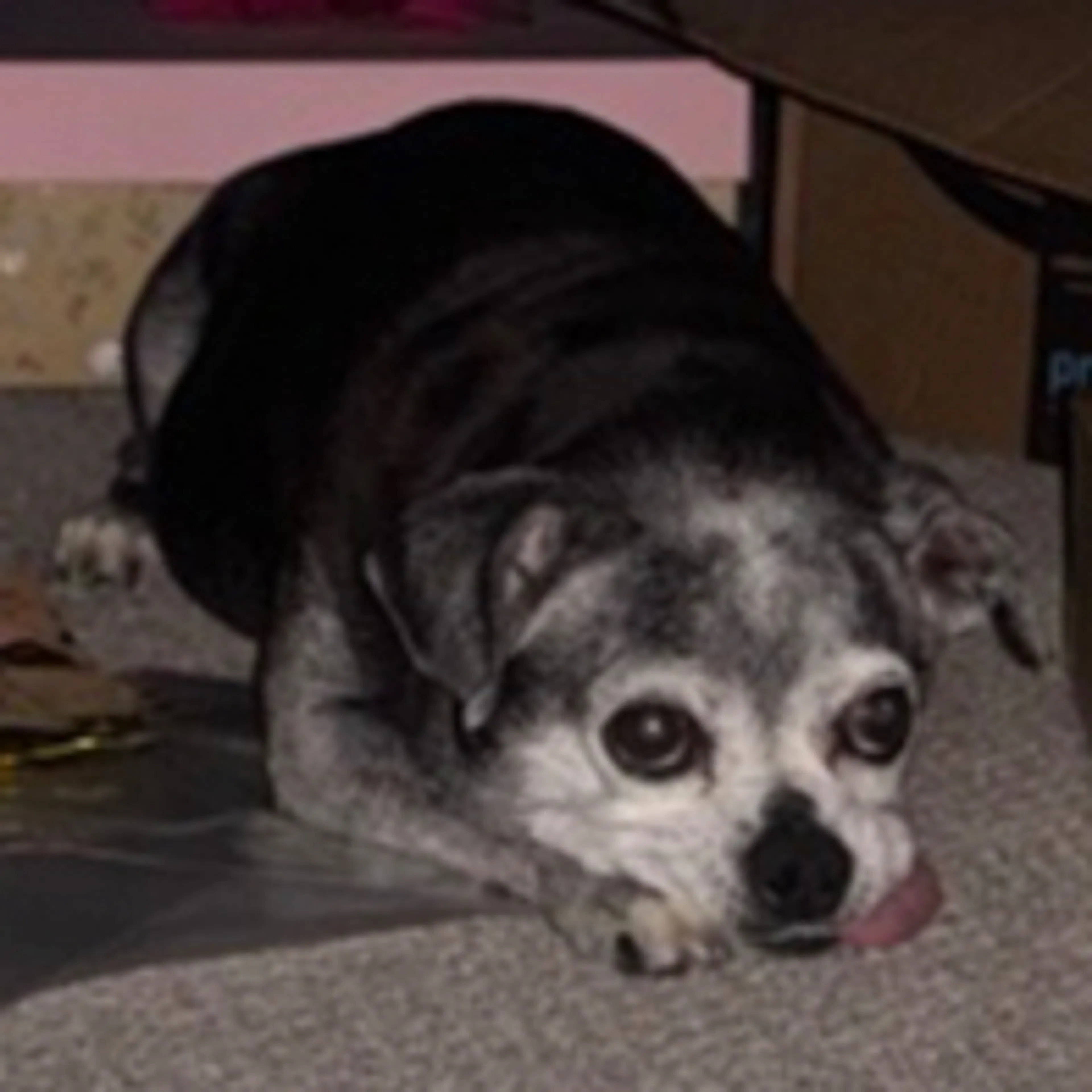 Lost pet-2