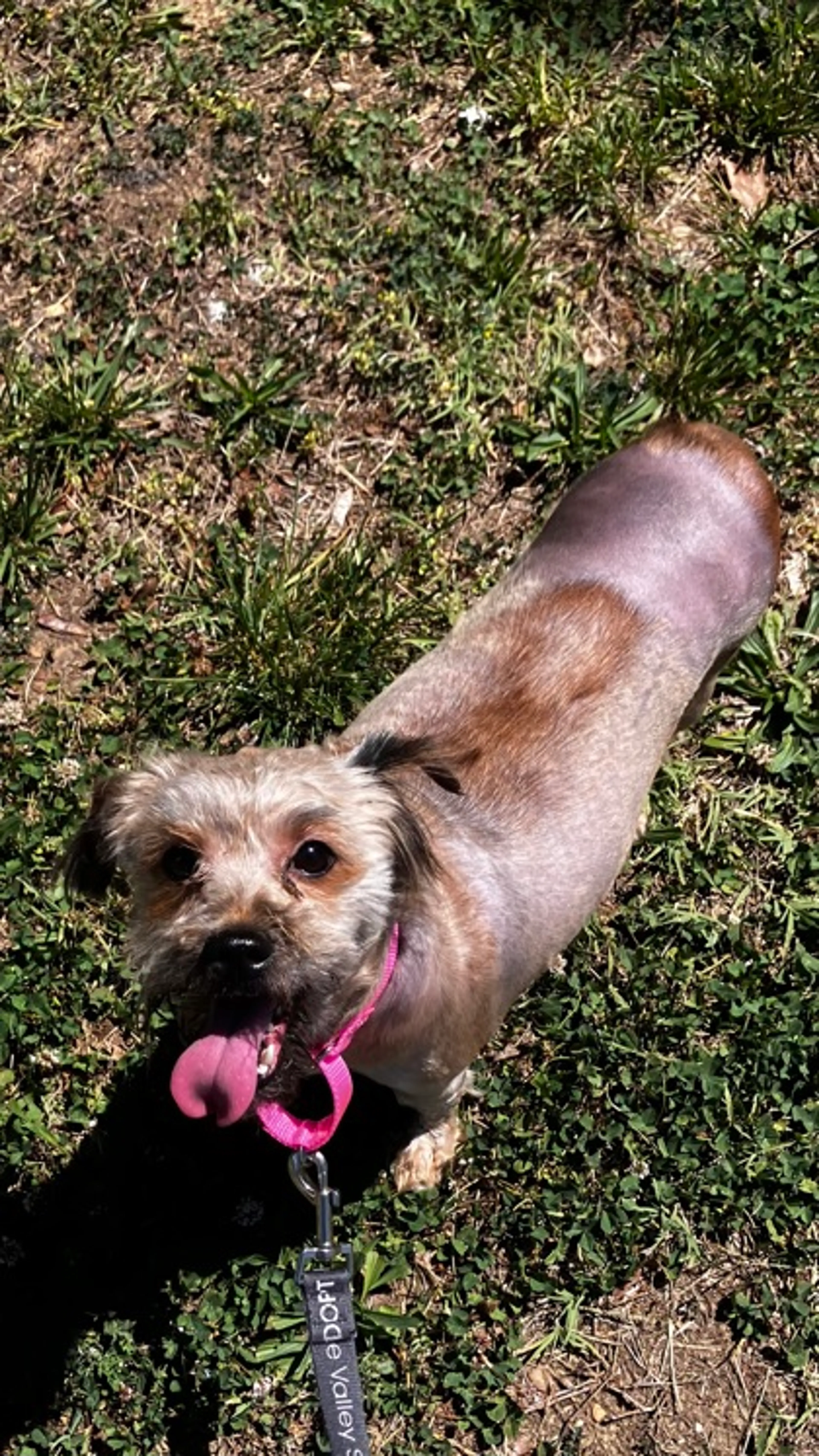 Found pet
