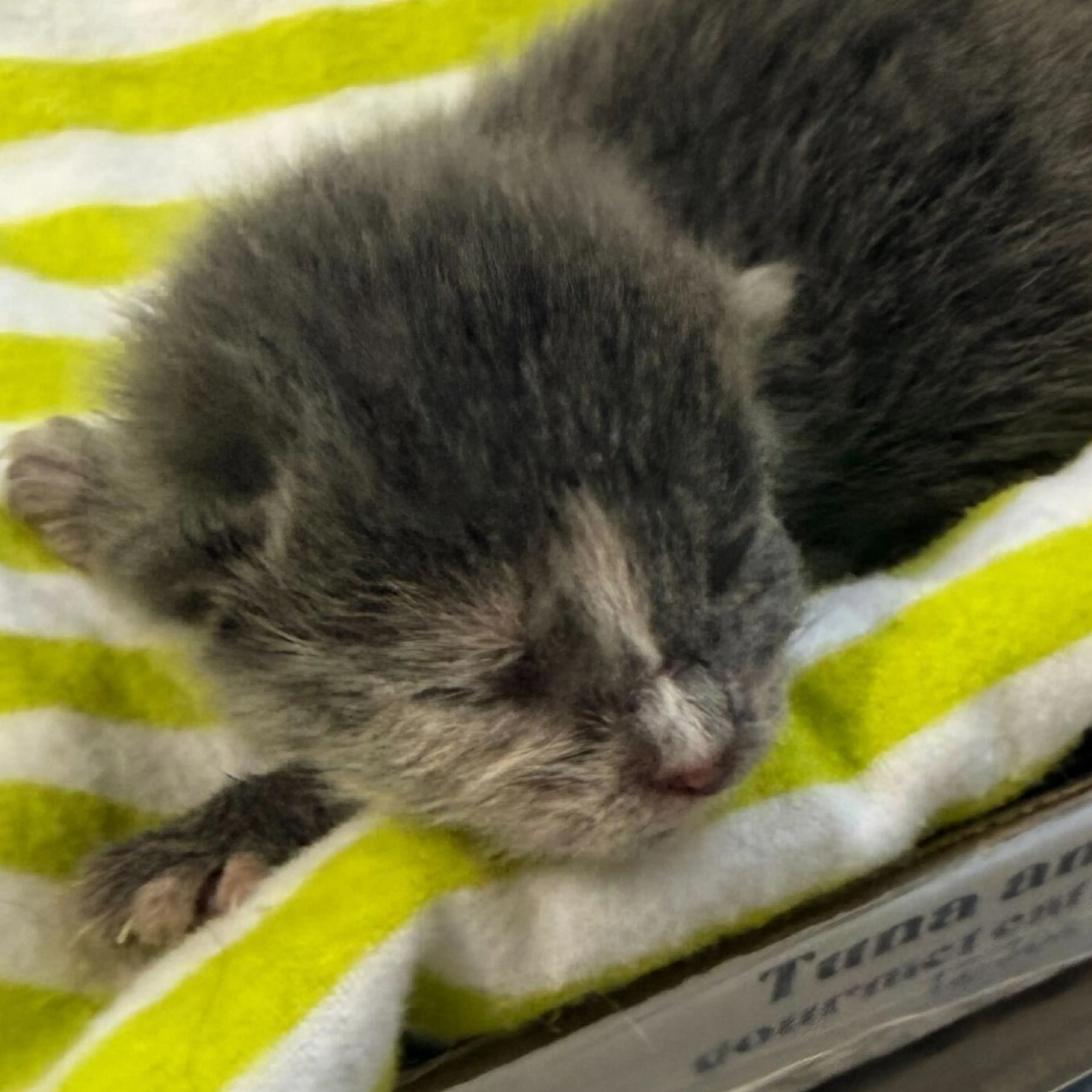 Found pet