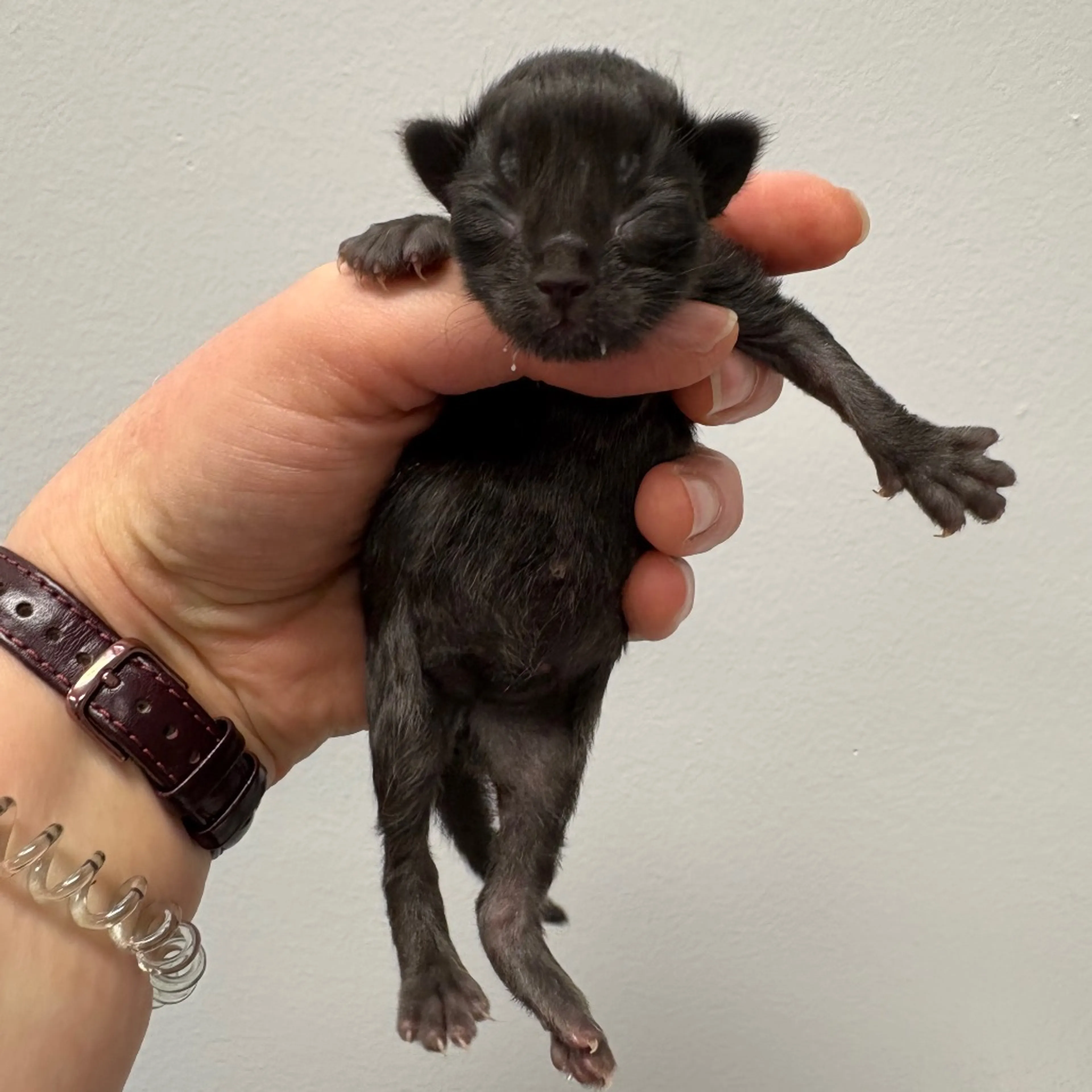 Found pet