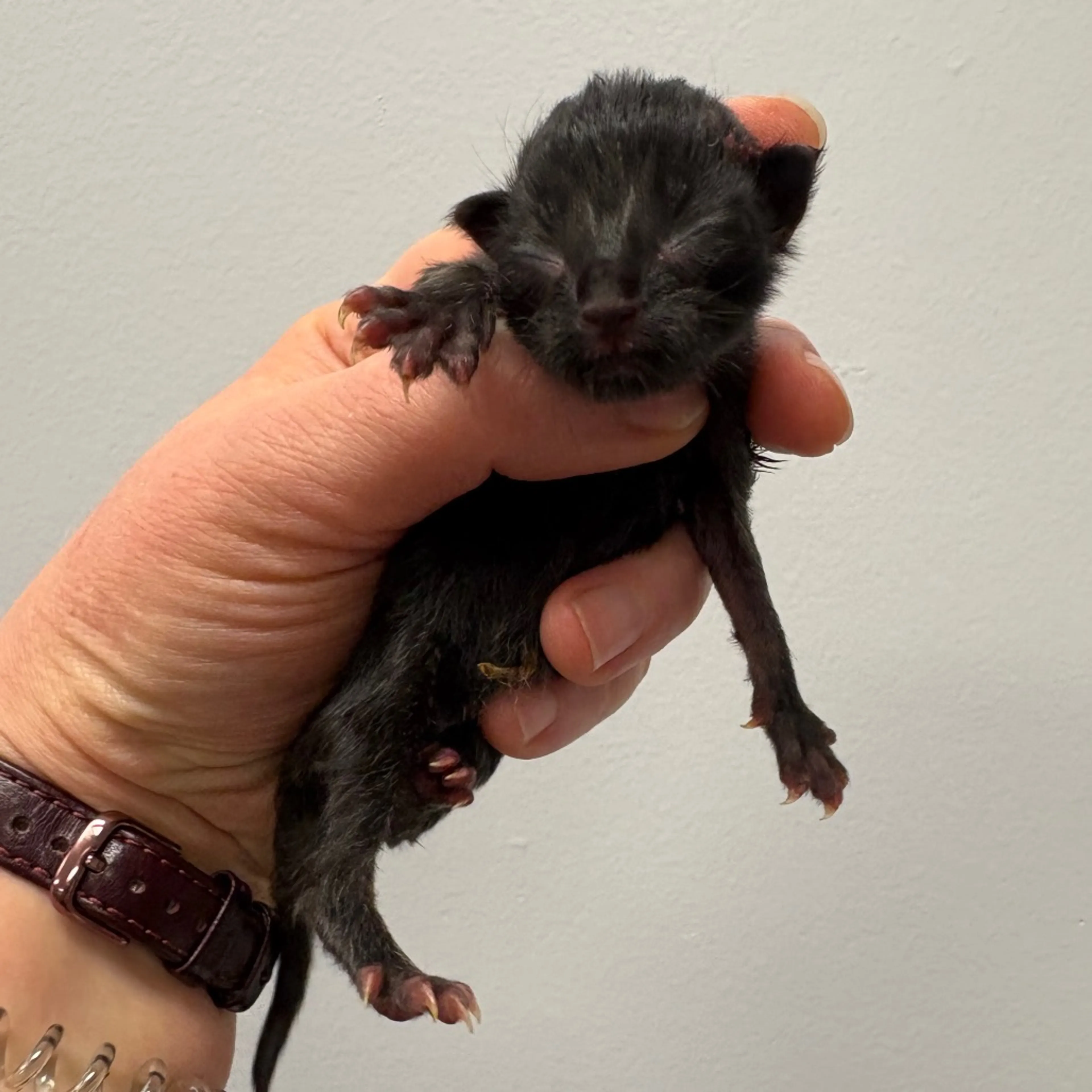 Found pet